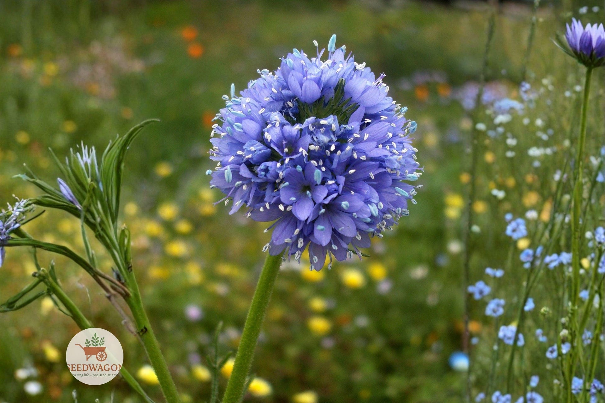 glia seeds,wildflower seeds,blue flower seeds,pollinator garden seeds,native plant seeds,meadow flower seeds,cottage garden seeds,annual flower seeds,lavender blue seeds,bee attracting seeds,hummingbird plant seeds,seed packets for planting
