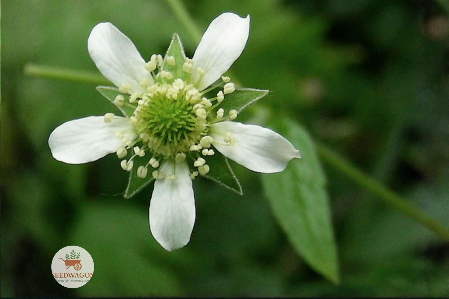 white avens seeds, geum canadense wildflower, native perennial seeds, shade garden plants, pollinator garden seeds, woodland plant seeds, wildflower seed packet, native wildflower seeds, white flower seeds, low maintenance plants, naturalized landscape seeds, butterfly attractant seeds, bee friendly seeds