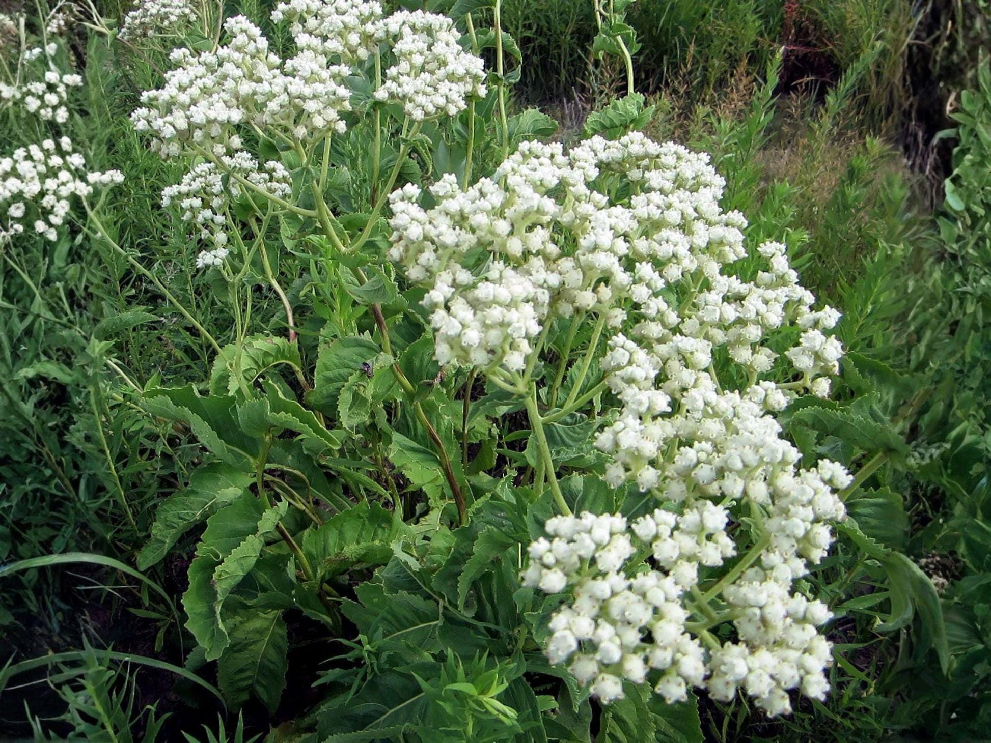 Wild Quinine Flower Seeds | Parthenium Integrifolium | Native Perennial Plant for Gardens & Natural Landscapes