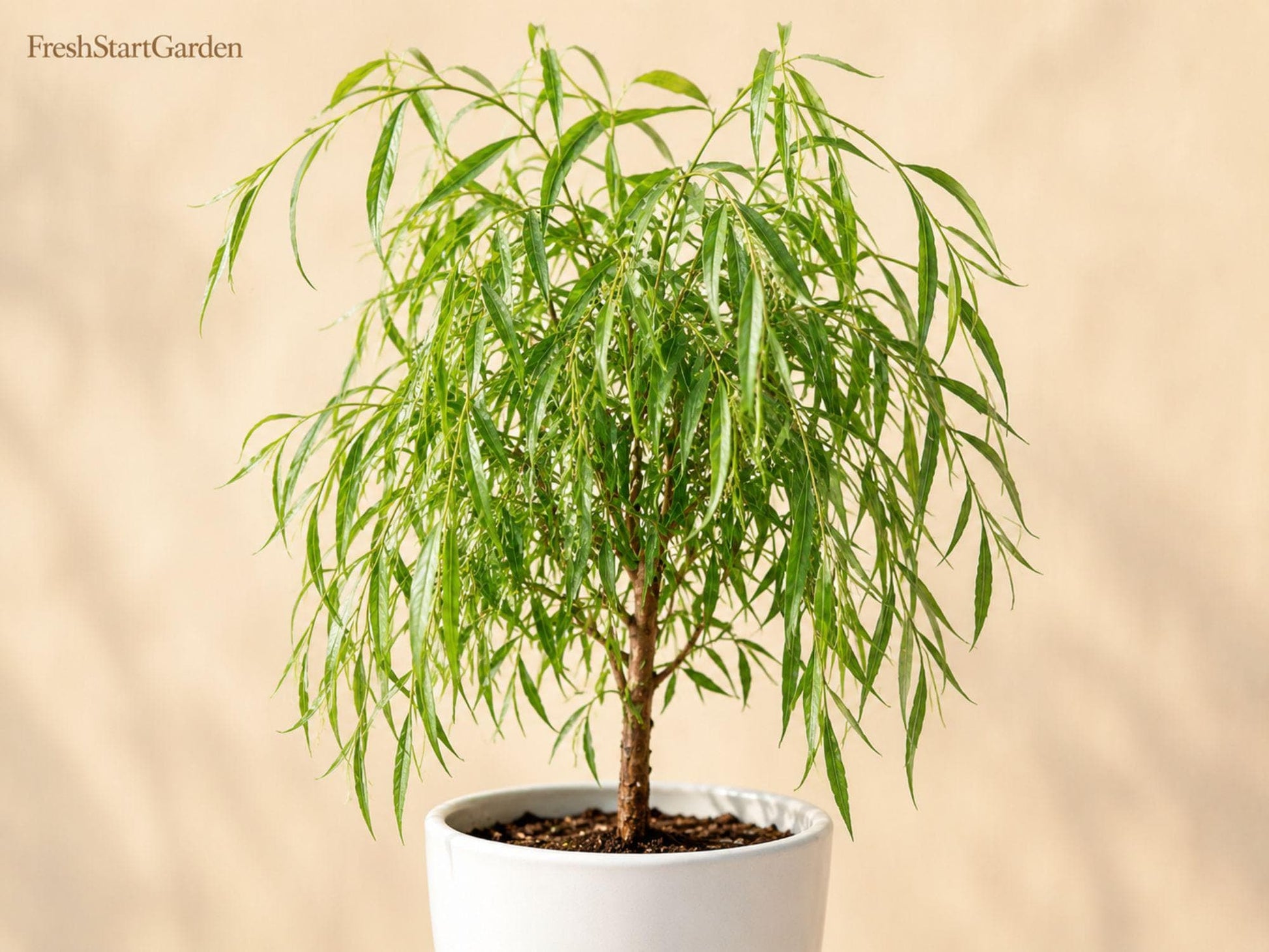 Weeping Willow Bare Root Tree 12-24" Salix babylonica Ornamental Shade Tree for Landscape