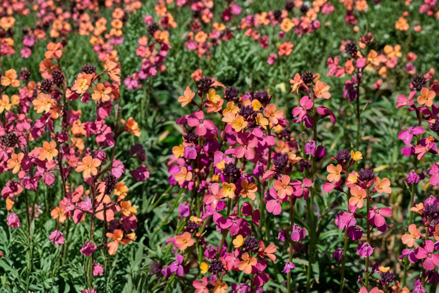 English Wallflower Seeds – Erysimum cheiri, Perennial Flower Seeds, Mixed Colors, Fragrant Blooms for Borders & Containers