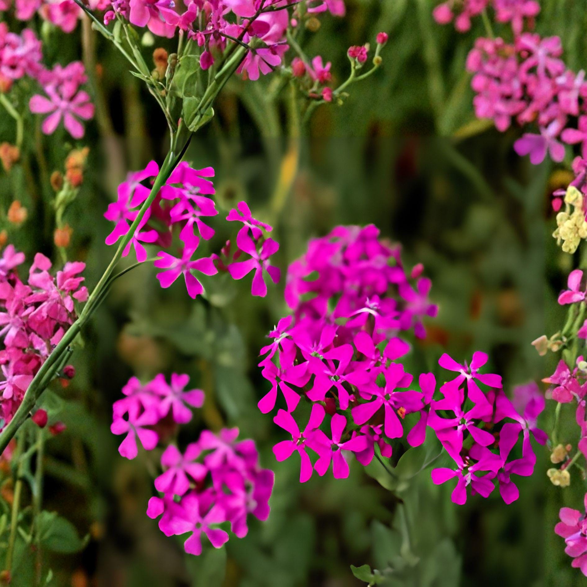 None So Pretty Catchfly Seeds | Bright Pink Annual Flowering Plant | Silene armeria for Cottage Gardens & Pollinator Landscapes
