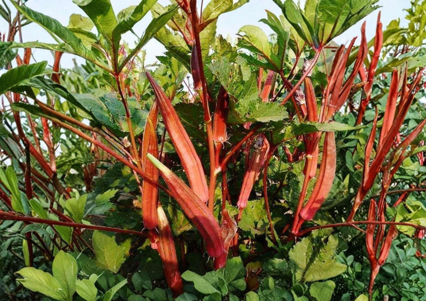 50+ Jing Orange Okra Seeds – Heirloom Bright Orange Pods, Rare Vegetable Seeds for Garden Planting, Abelmoschus esculentus