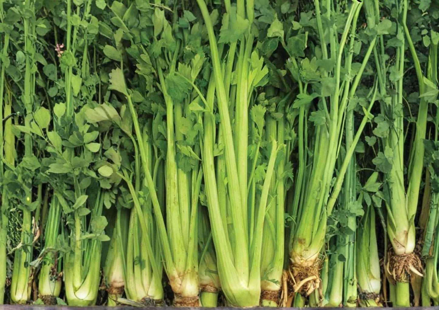1500+ Tall Utah Heirloom Celery Seeds – Crisp Stringless Vegetable Seeds for Garden Planting, High Yield, Fresh Crunchy Stalks