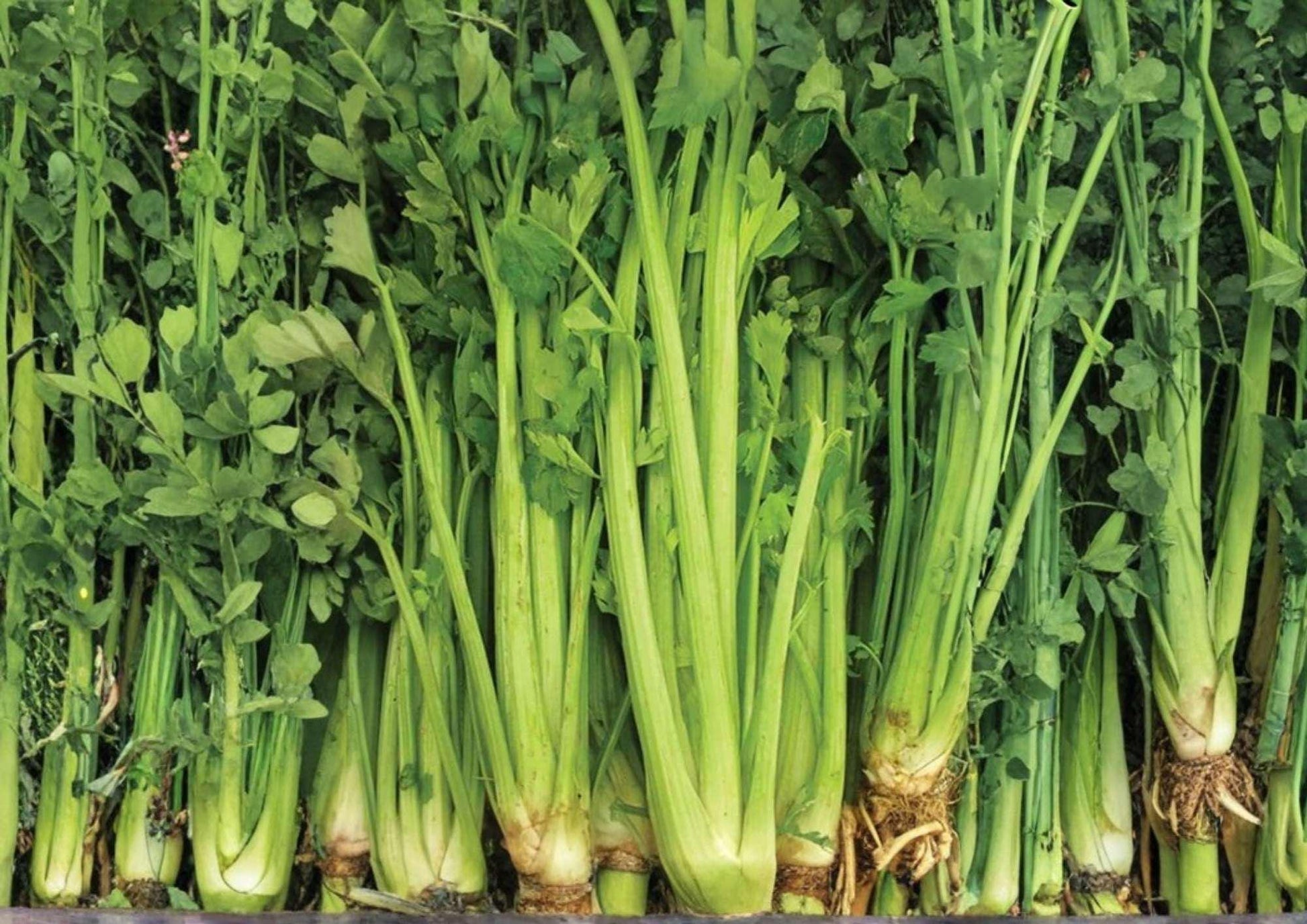 1500+ Tall Utah Heirloom Celery Seeds for Garden, Crisp Stringless Stalks, Vegetable Seeds, Garden Planting, High Yield