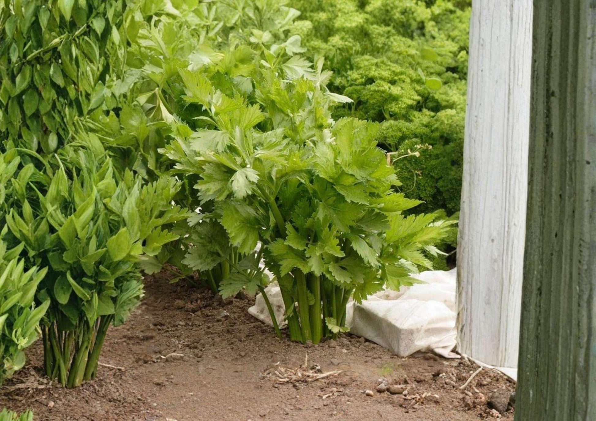 Golden Pascal Celery Seeds – French Heirloom, Stringless, Crisp Tender Stalks, Apium graveolens