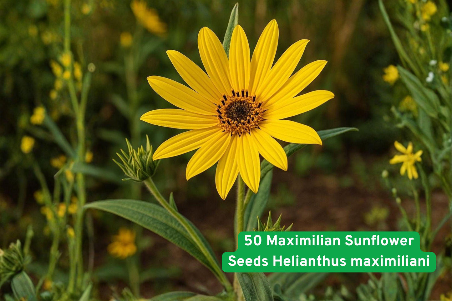 maximilian sunflower seeds, Helianthus maximiliani, native wildflower seeds, perennial sunflower seeds, tall sunflower plant, yellow wildflower seeds, prairie garden seeds, pollinator friendly seeds, drought tolerant sunflower, wildflower meadow seeds, bird attracting seeds, native plant seeds