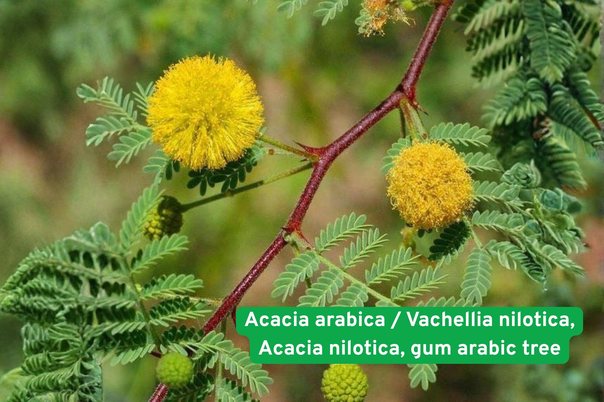 Acacia seeds, drought tolerant tree, yellow flower plant, gum arabic tree, Babul tree seeds, hardy desert tree, ornamental acacia, reforestation plant, thorny shrub, warm climate tree, medicinal plant seeds, eco-friendly landscaping, exotic tree seeds