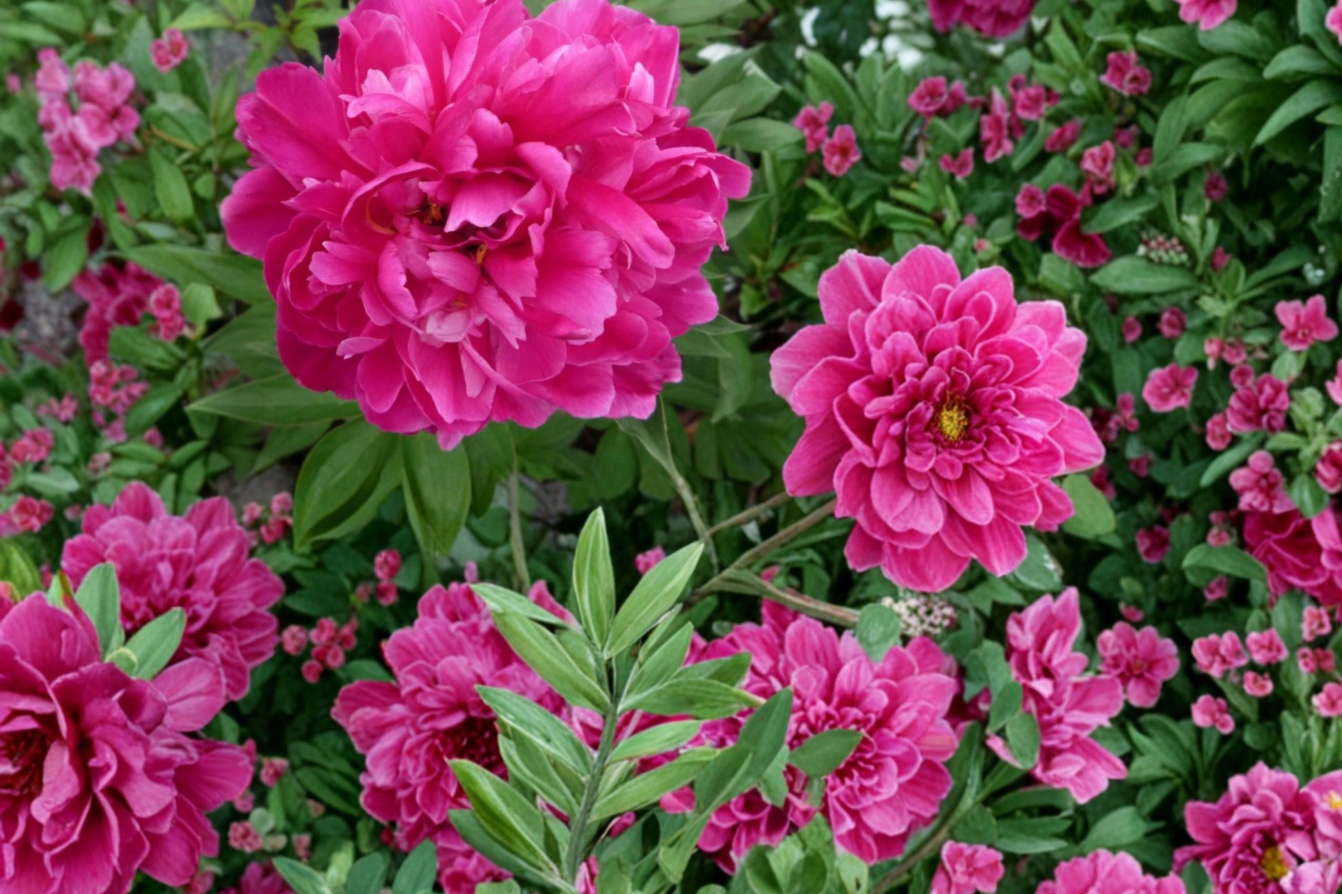 Karl Rosenfield Peony Roots, Paeonia lactiflora, Double Magenta Flowering Plant, Garden Bed Border, Perennial Flower Roots