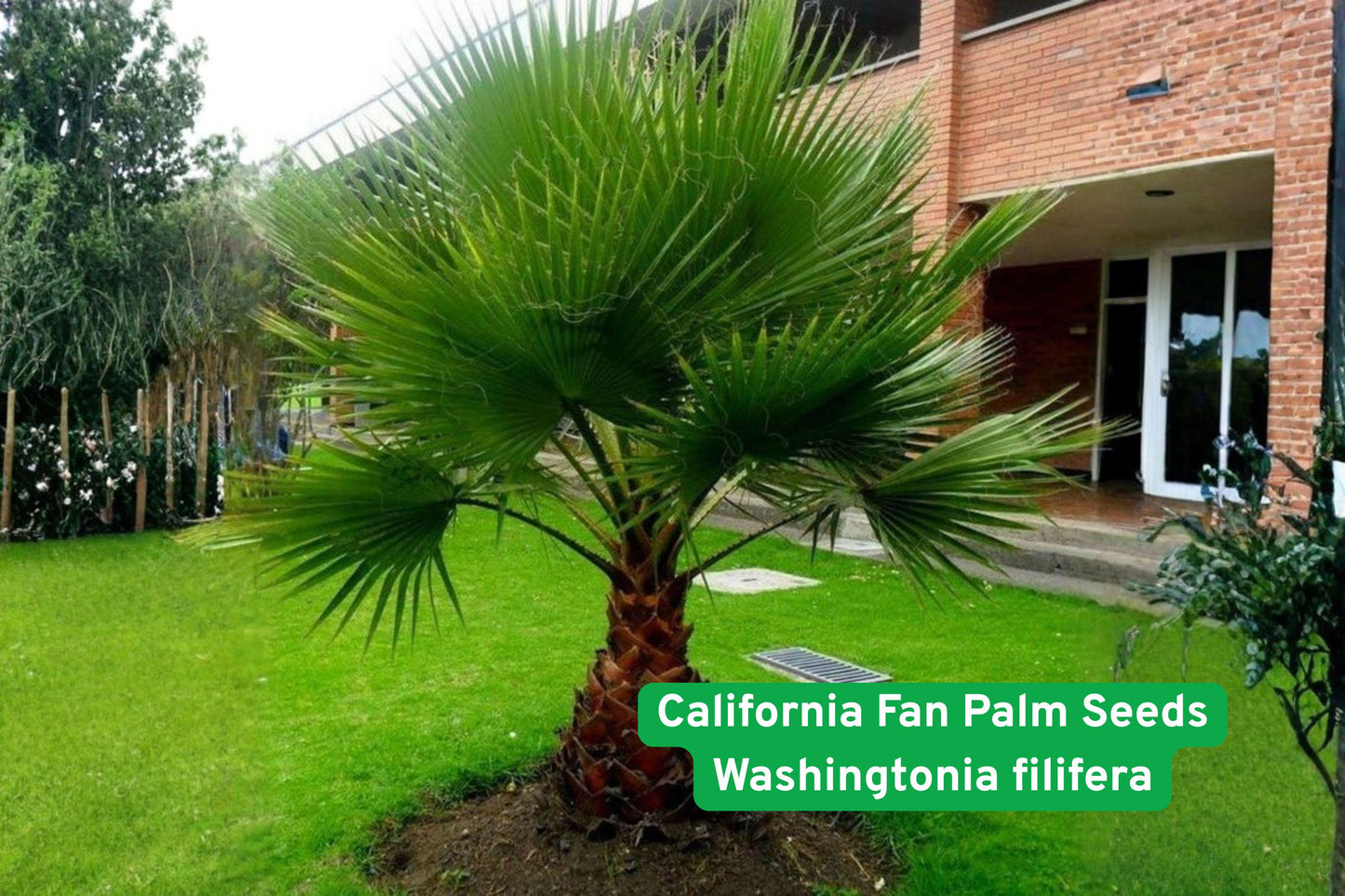 California Fan Palm seeds, Washingtonia filifera, desert palm seeds, drought tolerant palm, tropical landscape seeds, cold hardy palm seeds, outdoor palm seeds, large fan palm seeds, garden palm seeds, poolside palm seeds, desert garden seeds, ornamental palm seeds, resilient palm seeds