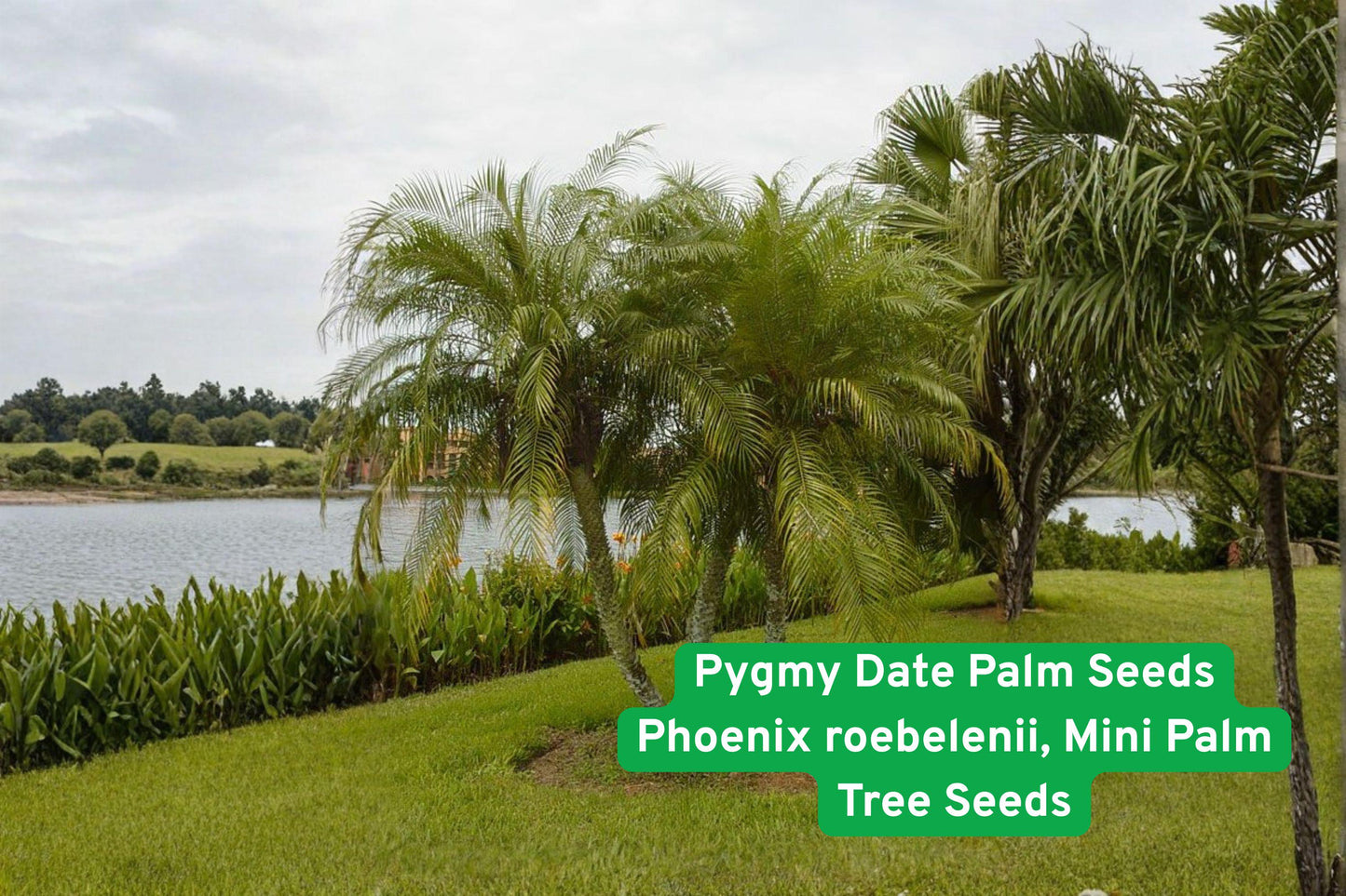 pygmy date palm seeds, Phoenix roebelenii, tropical palm plant, mini palm tree seeds, indoor outdoor palm, container palm seeds, lush green foliage, patio garden plant, tropical landscaping, compact palm for patios, decorative palm seeds, small garden palm, easy grow palm seeds