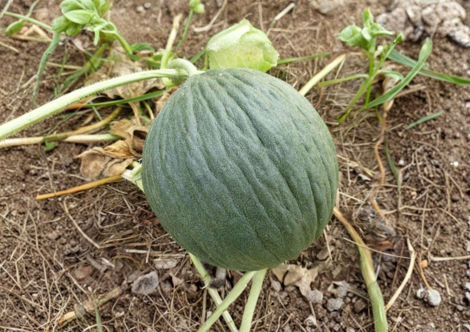 Early Valencia Honeydew Melon Seeds - Organic Heirloom, Green Flesh, Winter Maturing, Cucumis melo