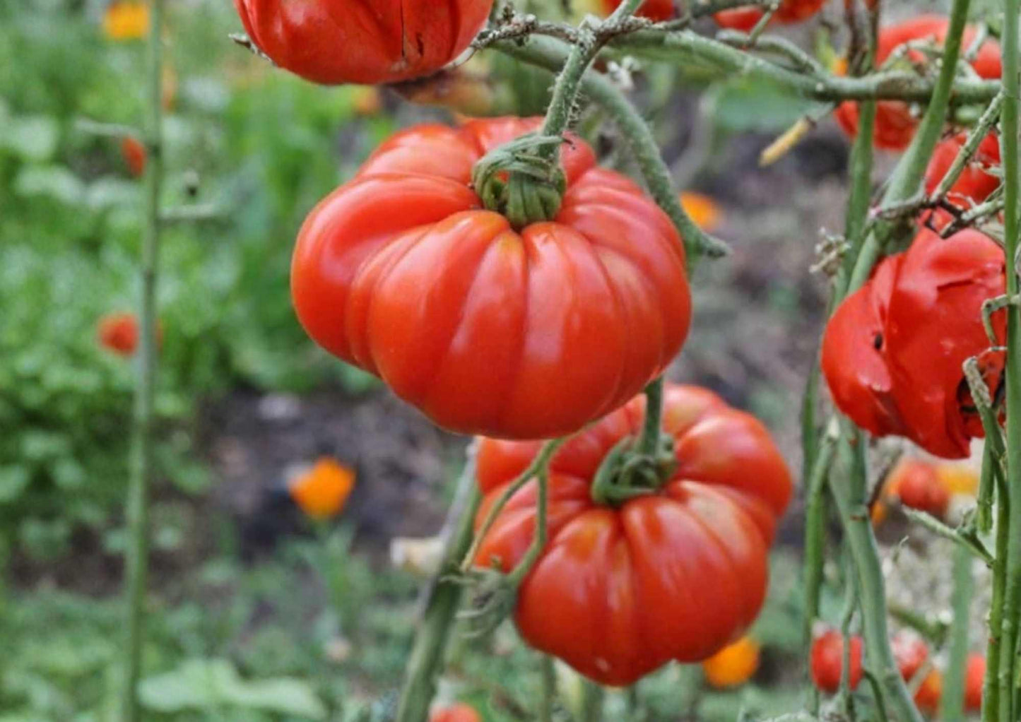 Pink Stuffer Tomato Seeds – Heirloom Hollow Interior, Thick Walls, Mild Flavor, 120+ Seeds, Solanum lycopersicum