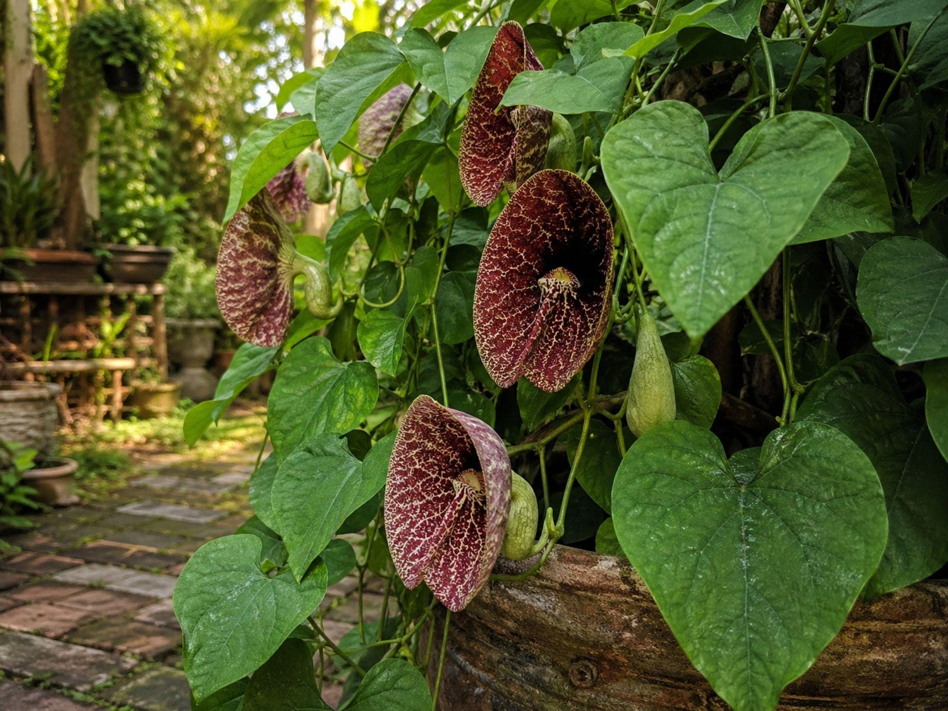 3 Pack Aristolochia tomentosa Seeds Heirloom Dutchman’s Pipevine Vine Non-GMO Garden Seeds