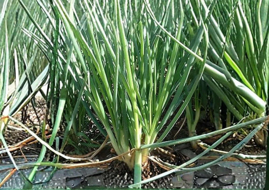 Chives Seeds Heirloom Herb for Garden, Culinary Green Onion Flavor, Perennial, Easy Grow, Allium schoenoprasum