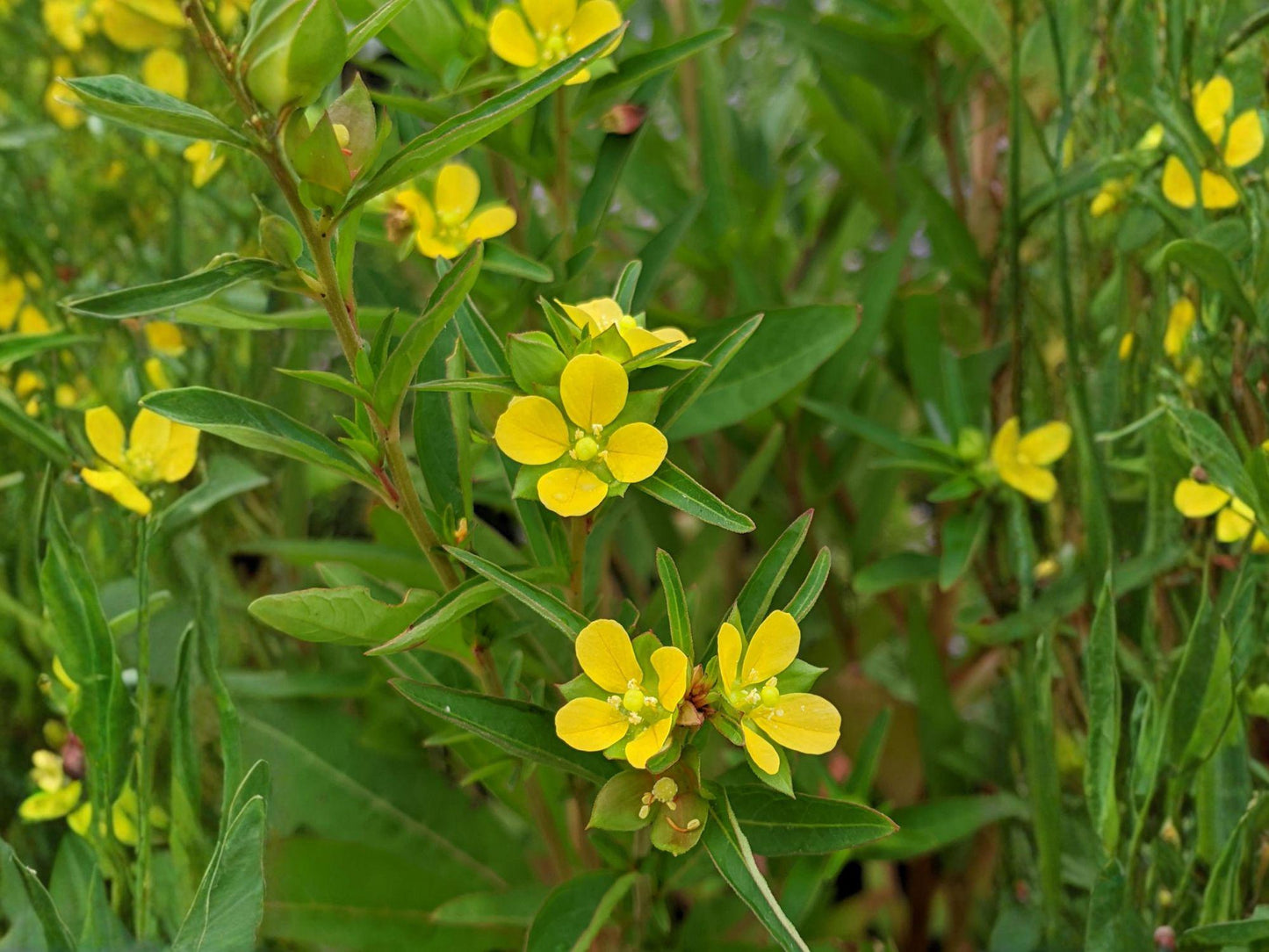 Seedbox Flower Seeds | Ludwigia alternifolia Perennial Plant with Yellow Flowers & Cube-Shaped Seed Pods