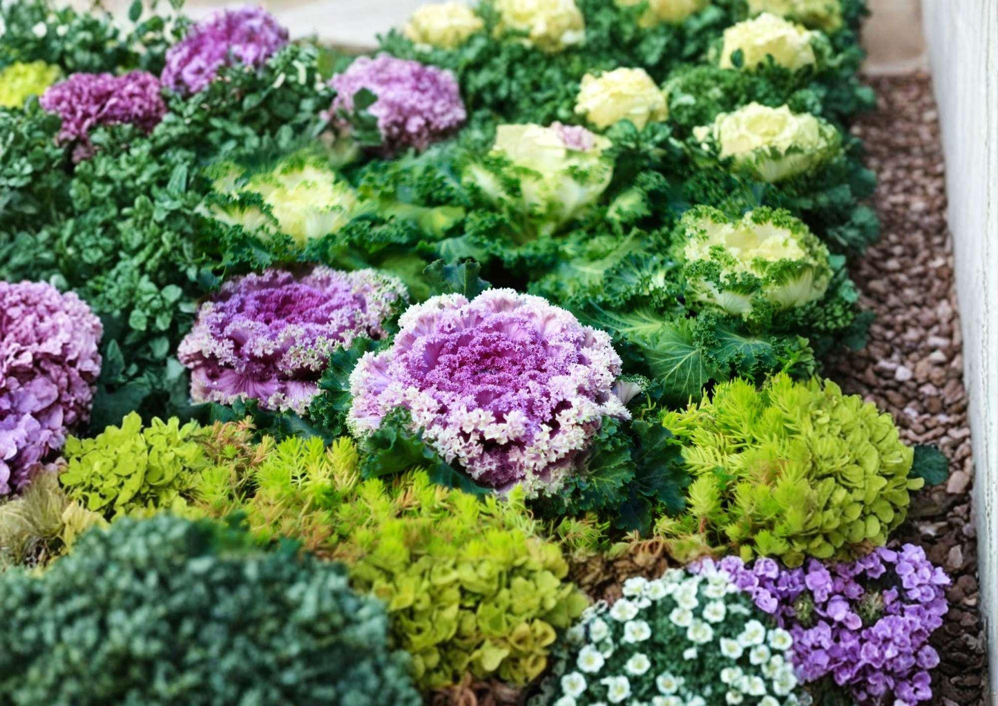 200+ Kale Garden Blend Seeds – Colorful Heirloom Vegetable Seeds for Garden Planting, Nutritious Leafy Greens Mix