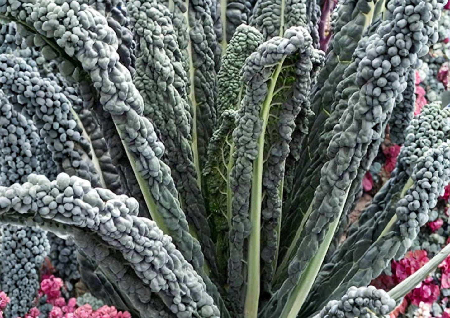 Black Magic Kale Seeds – Heirloom Tuscan Lacinato Dark Green Leaf Vegetable Seeds for Garden Planting