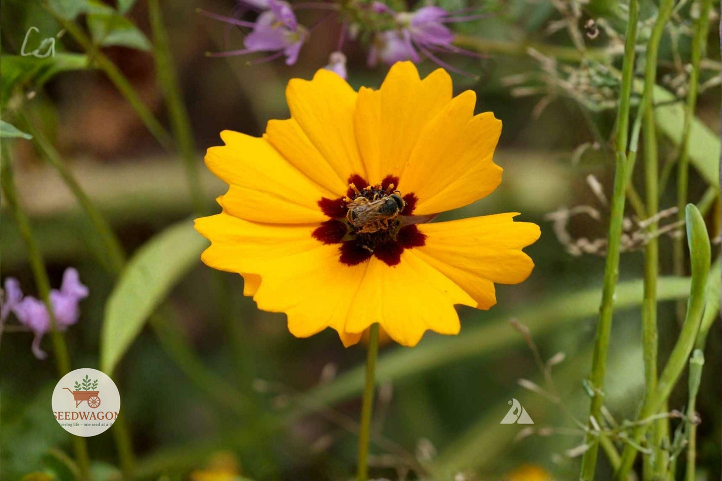 Golden Wave Tickseed Seeds, Coreopsis basalis, Wildflower Seeds, Yellow Flower Seeds, Pollinator Garden Seeds, Drought Tolerant Seeds, Summer Bloom Seeds, Cottage Garden Seeds, Meadow Plant Seeds, Butterfly Attracting Seeds, Annual Wildflower Seeds, Bright Yellow Seeds, Native Wildflower Seeds