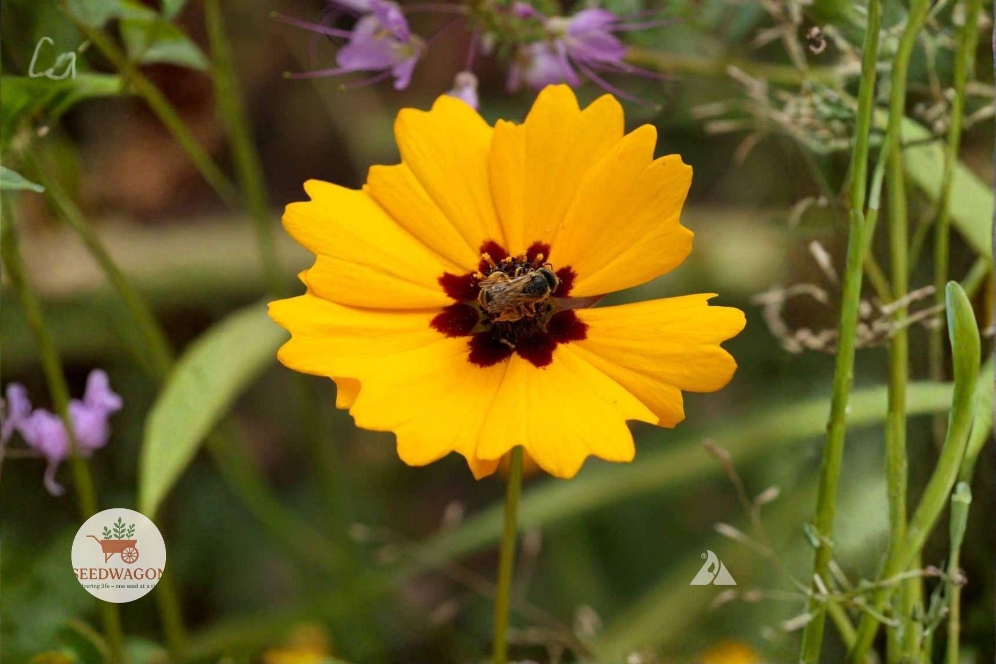 Golden Wave Tickseed Seeds, Coreopsis basalis, Wildflower Seeds, Yellow Flower Seeds, Pollinator Garden Seeds, Drought Tolerant Seeds, Summer Bloom Seeds, Cottage Garden Seeds, Meadow Plant Seeds, Butterfly Attracting Seeds, Annual Wildflower Seeds, Bright Yellow Seeds, Native Wildflower Seeds