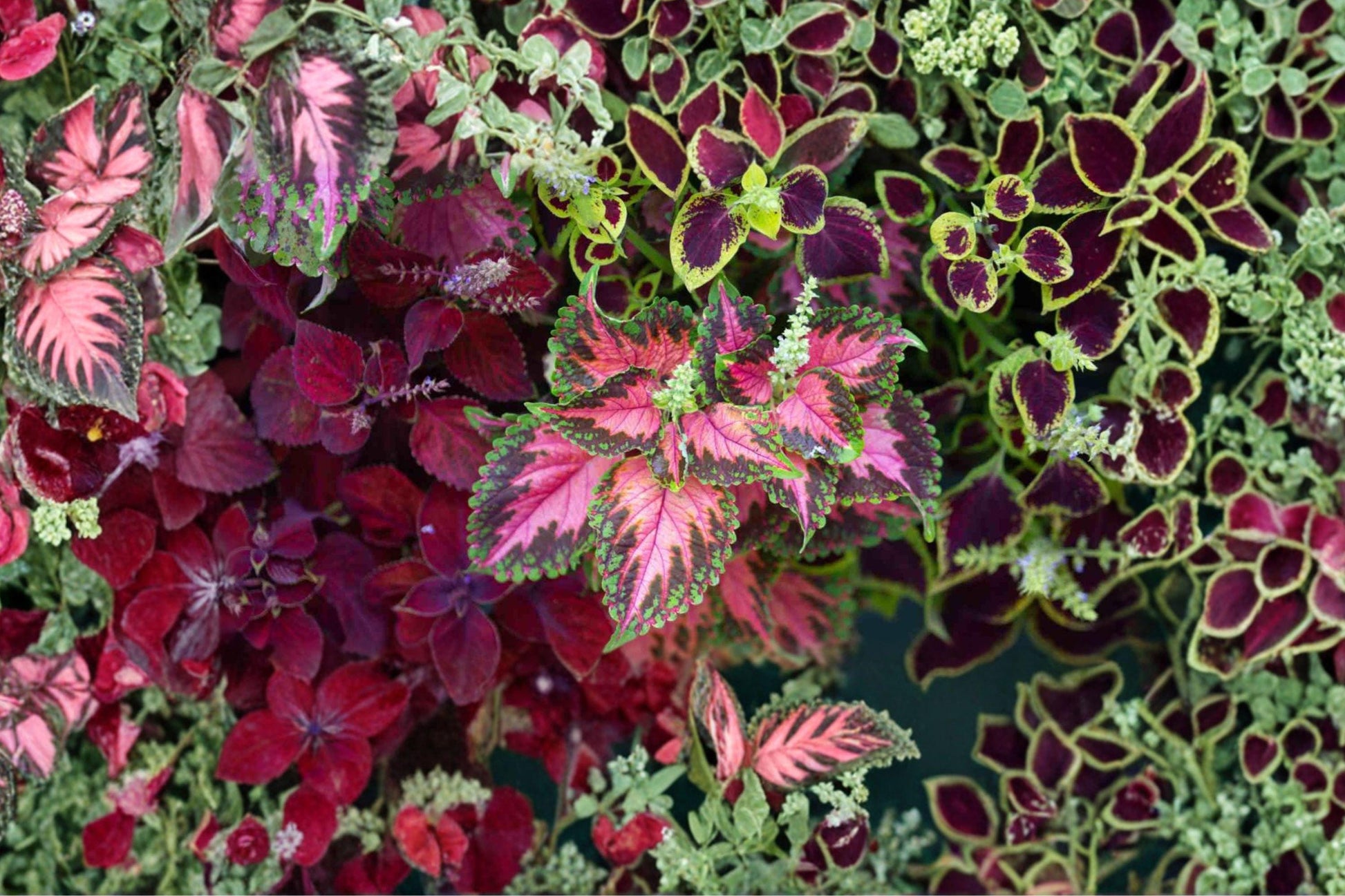 Coleus Rainbow Mix Seeds – Colorful Foliage Annual Plant – Coleus x hybridus for Shade Gardens, Containers, Indoor Spaces