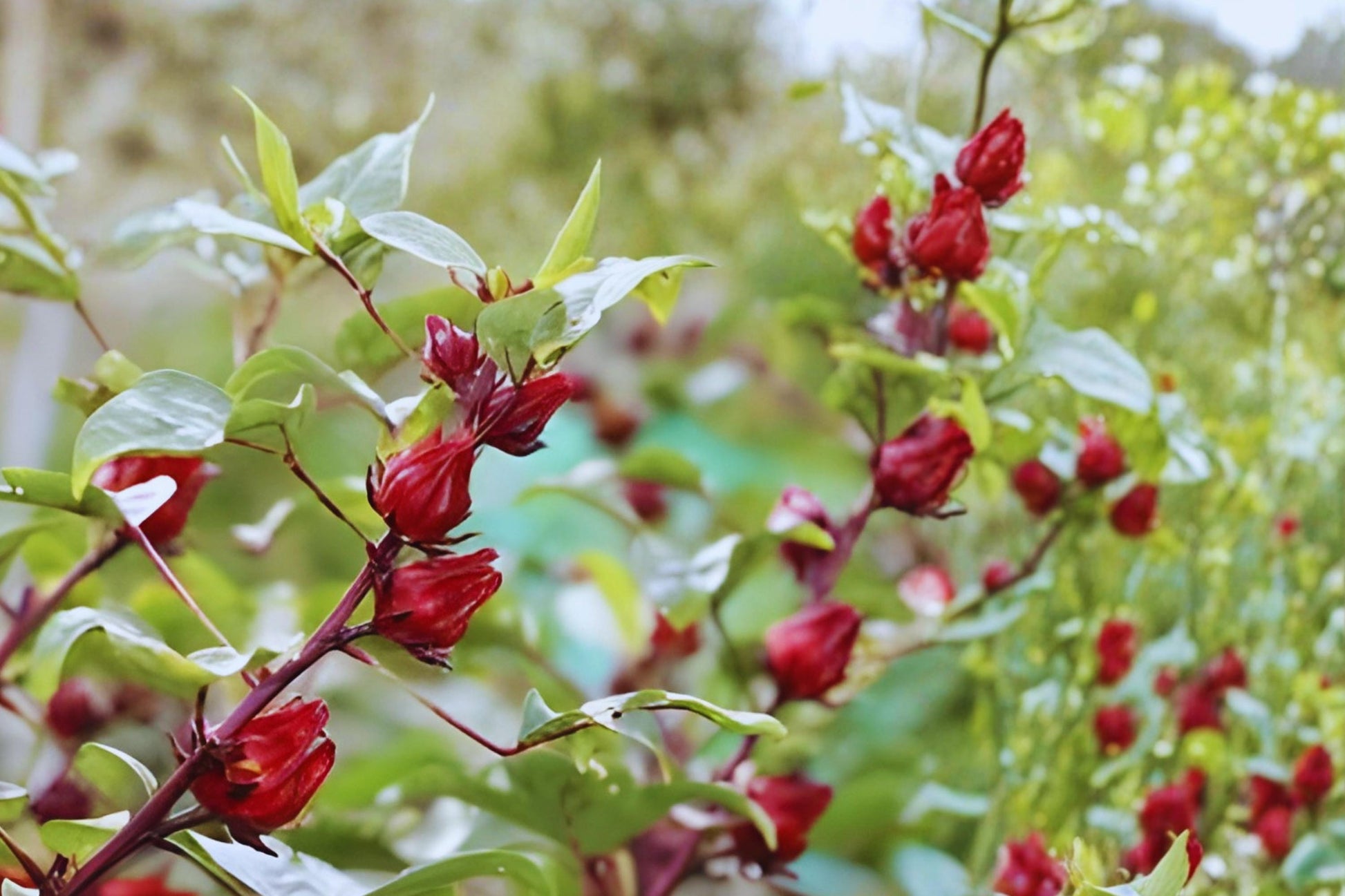 Roselle Hibiscus Seeds (10) | Tropical Edible Plant for Tea, Drinks & Cuisine | Hibiscus sabdariffa