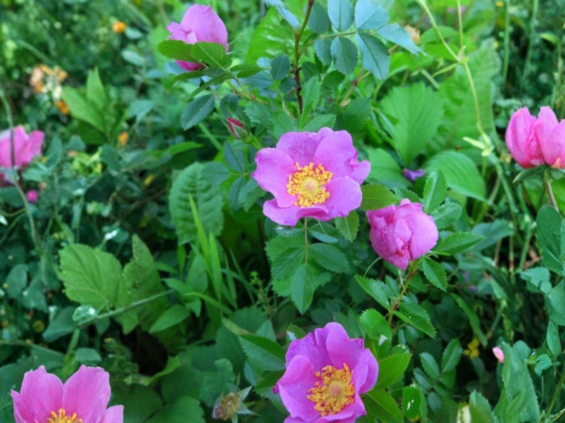 Pasture Rose Wild Rose Seeds | Rosa carolina Flowering Shrub for Garden & Meadow Planting | Pink Blooms, Perennial, 15 Seeds