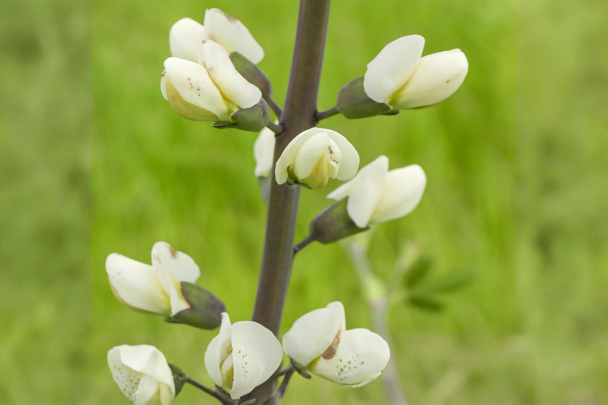 White Wild Indigo Seeds (Baptisia alba) – Native Perennial with Creamy White Flowers, Blue-Green Foliage, Drought Tolerant, Pollinator Support