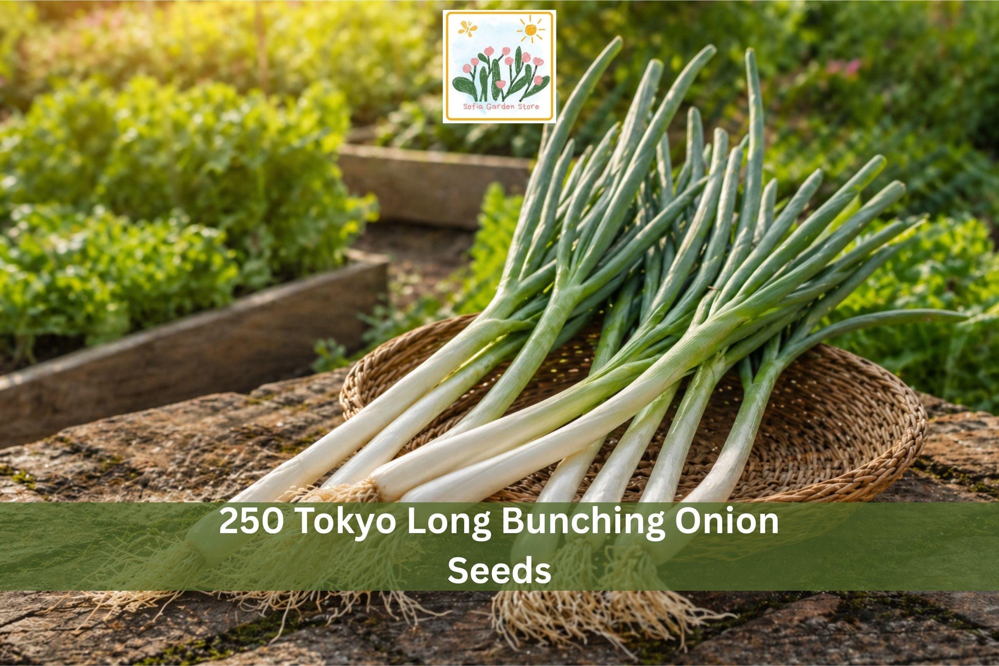 250 Tokyo Long Bunching Onion Seeds | Vegetable Seeds for Green Onion, Scallion, Allium fistulosum