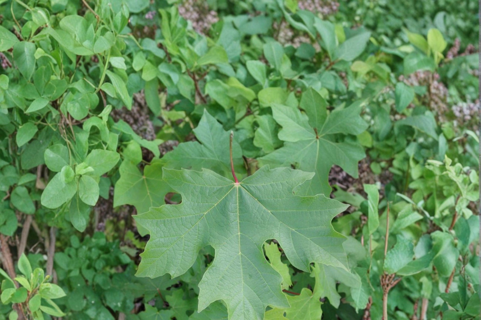 Bigleaf Maple Seeds – Acer macrophyllum – Deciduous Shade Tree with Large Leaves and Fall Color
