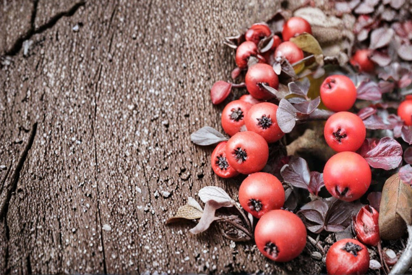 Creeping Cotoneaster Seeds – Ground Cover Shrub, Low-Growing, Deciduous, Cotoneaster adpressus, Landscape Plant