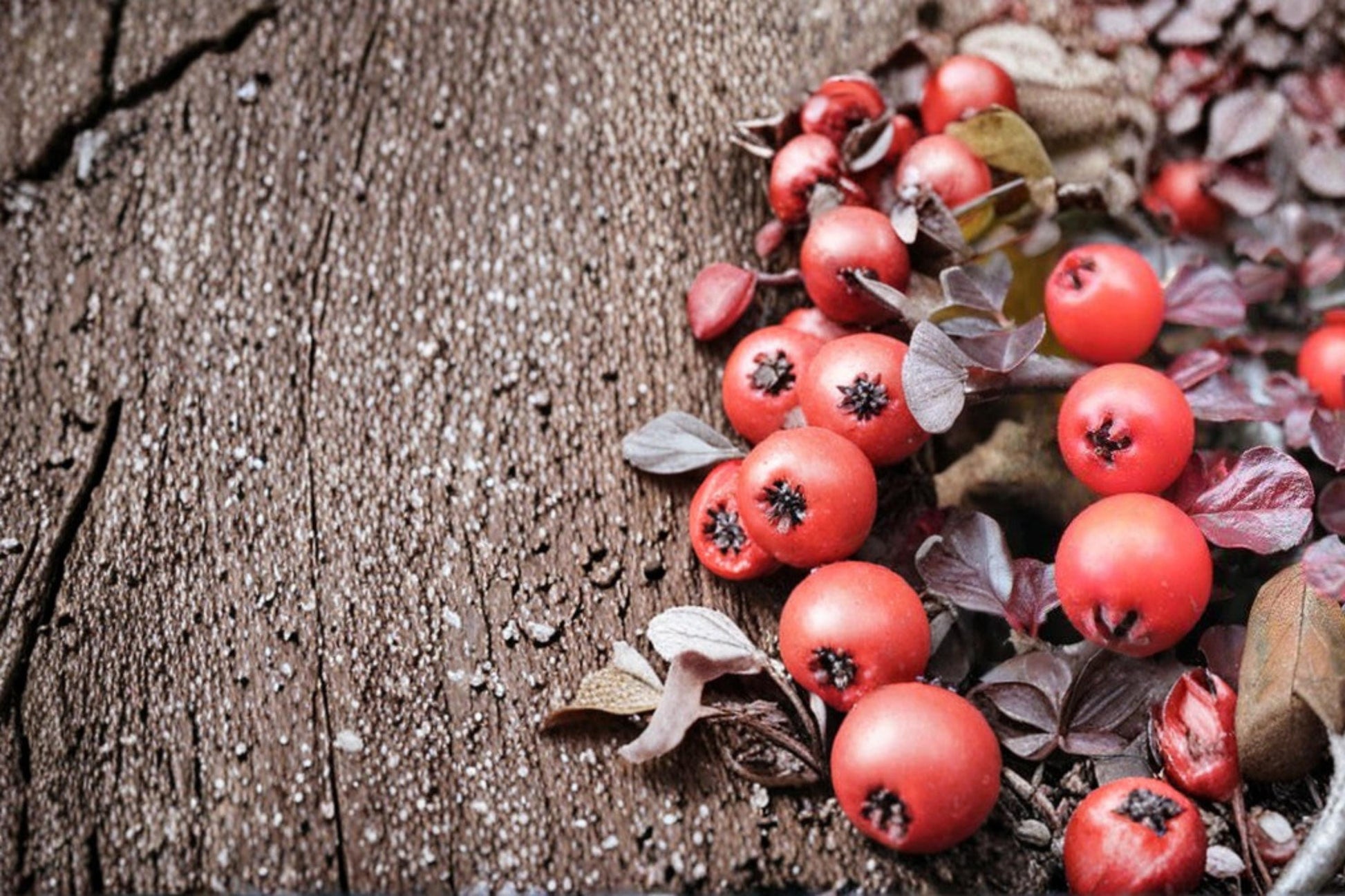 Creeping Cotoneaster Seeds – Ground Cover Shrub, Low-Growing, Deciduous, Cotoneaster adpressus, Landscape Plant