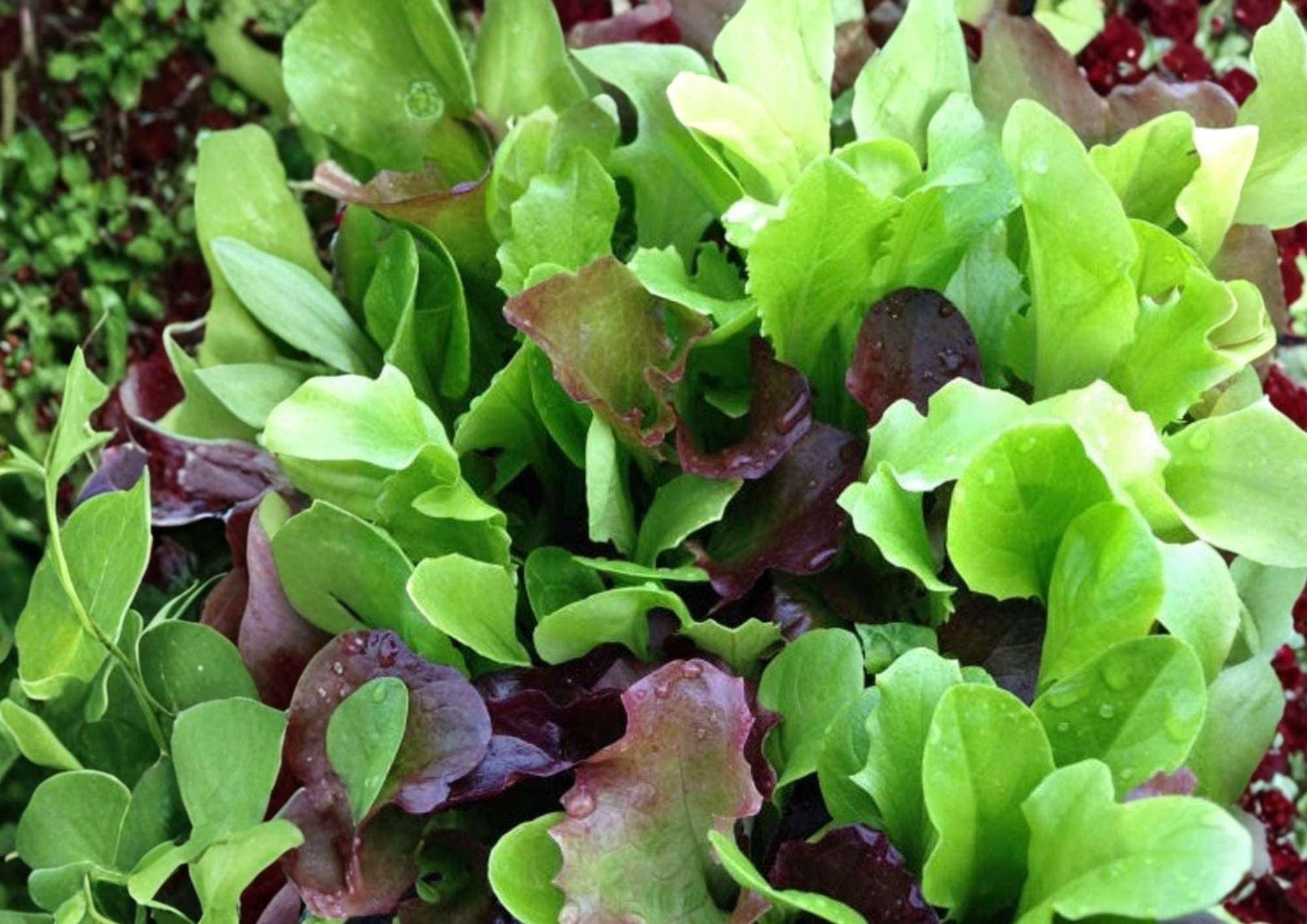 Mixed Greens Lettuce Seeds, Gourmet Salad Blend, Heirloom Vegetable Seeds for Garden Planting, Cut and Come Again, Cool Weather Growth