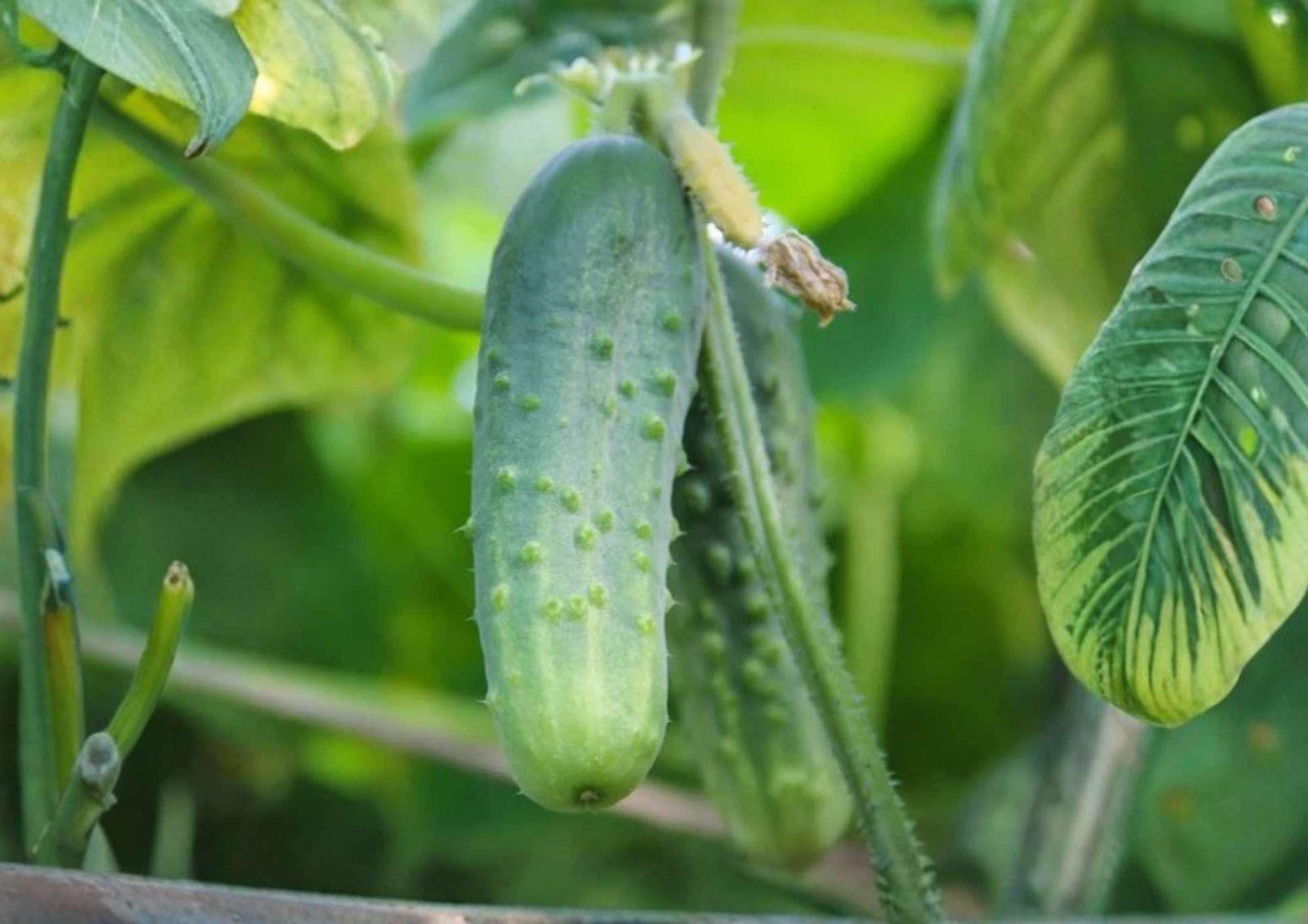 Tendergreen Burpless Cucumber Seeds, English Type Heirloom Vegetable Seeds for Slicing, Cucumis sativus