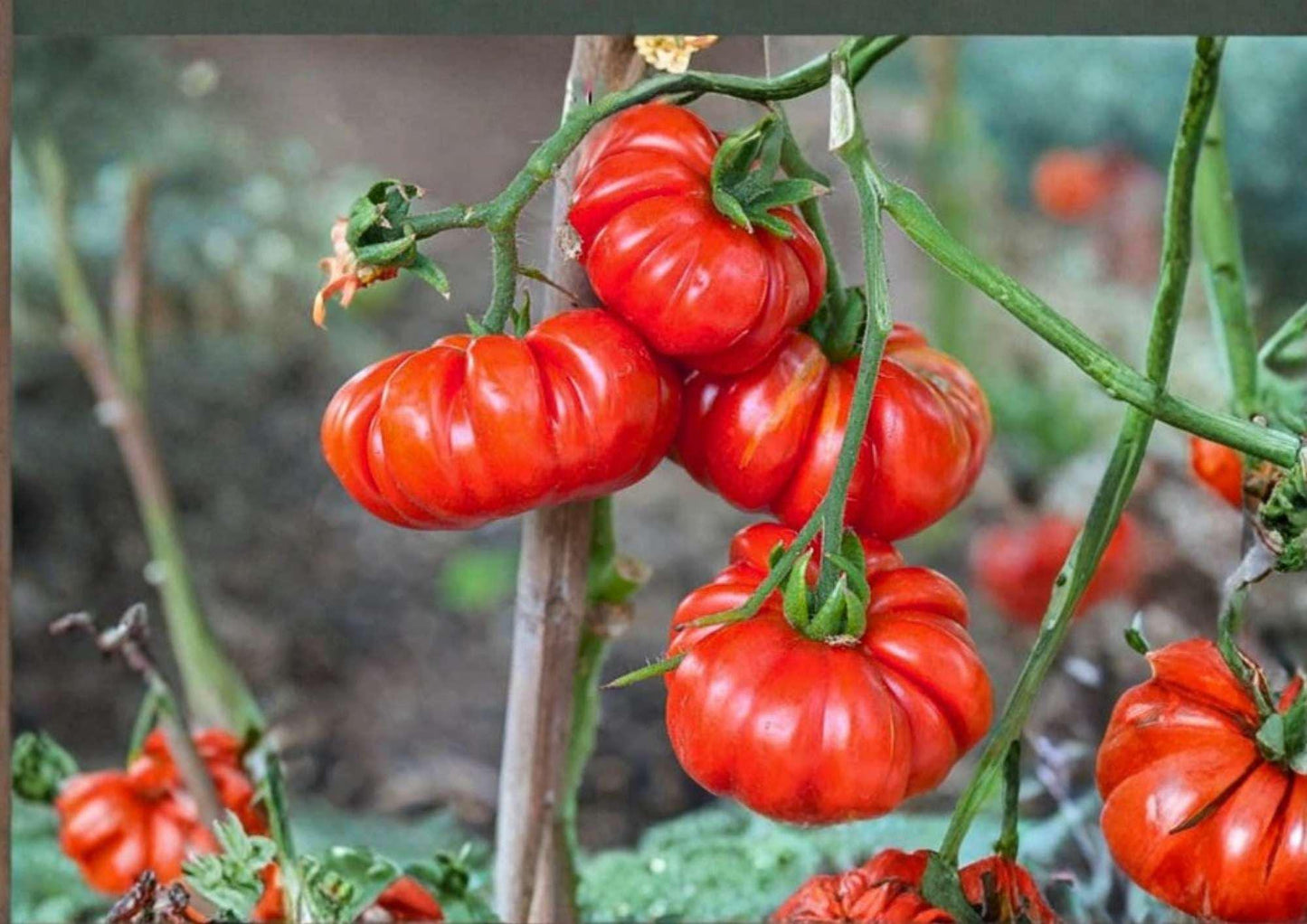 Mortgage Lifter Tomato Seeds – Heirloom Non-GMO Large Beefsteak Pink-Red Fruits for Garden Planting