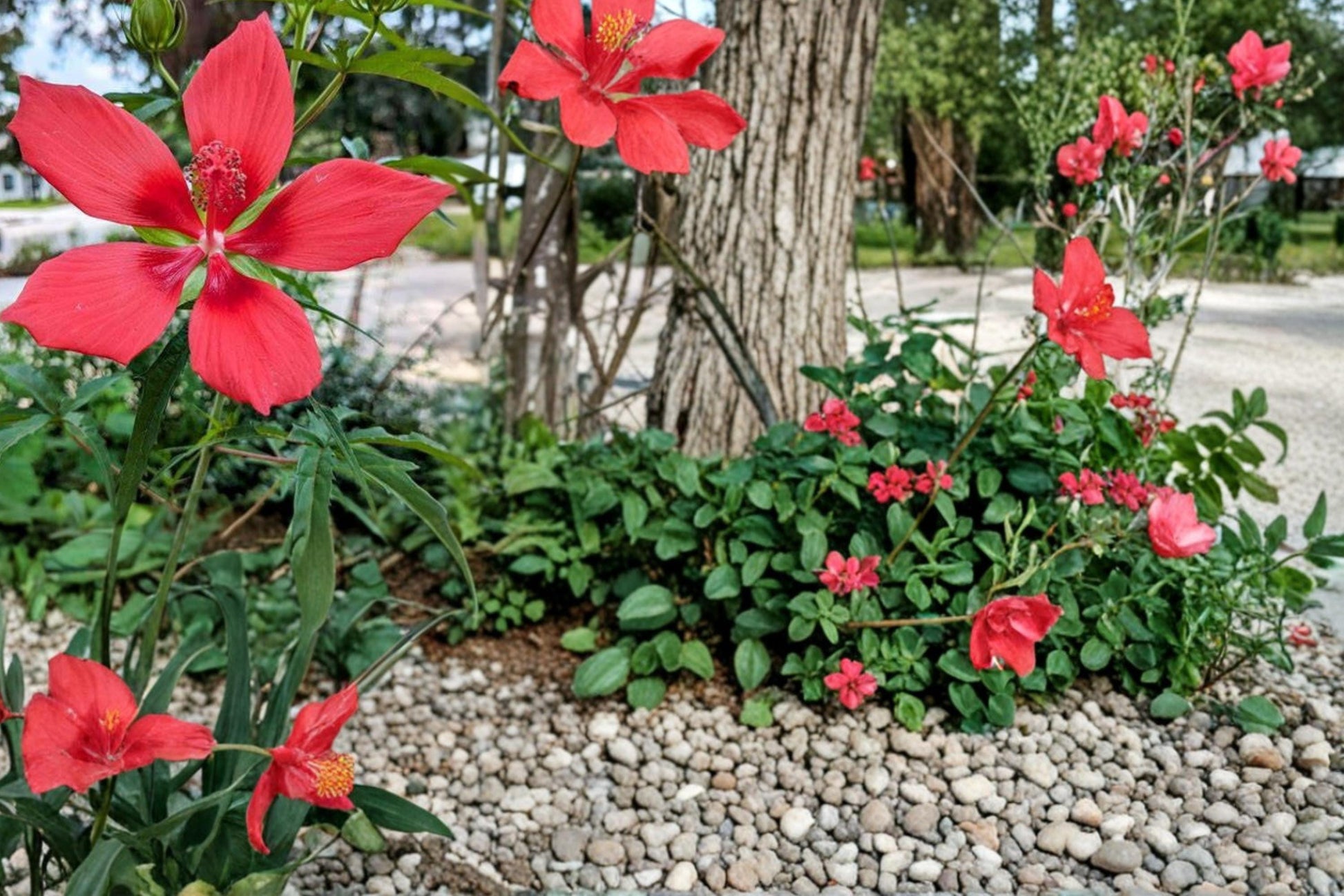 Texas Star Hibiscus Seeds – Perennial Red Flowering Plant, Hibiscus coccineus for Gardens, Borders & Water Features
