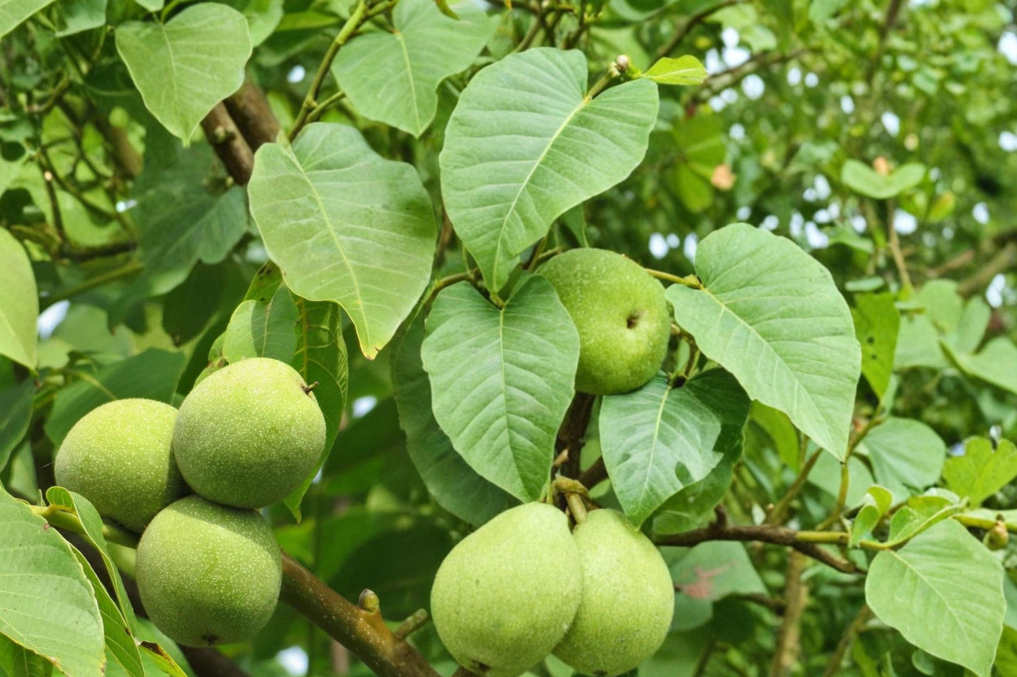 Carpathian Walnut Seeds – Juglans regia – Edible Nut Tree for Orchard & Landscape Planting
