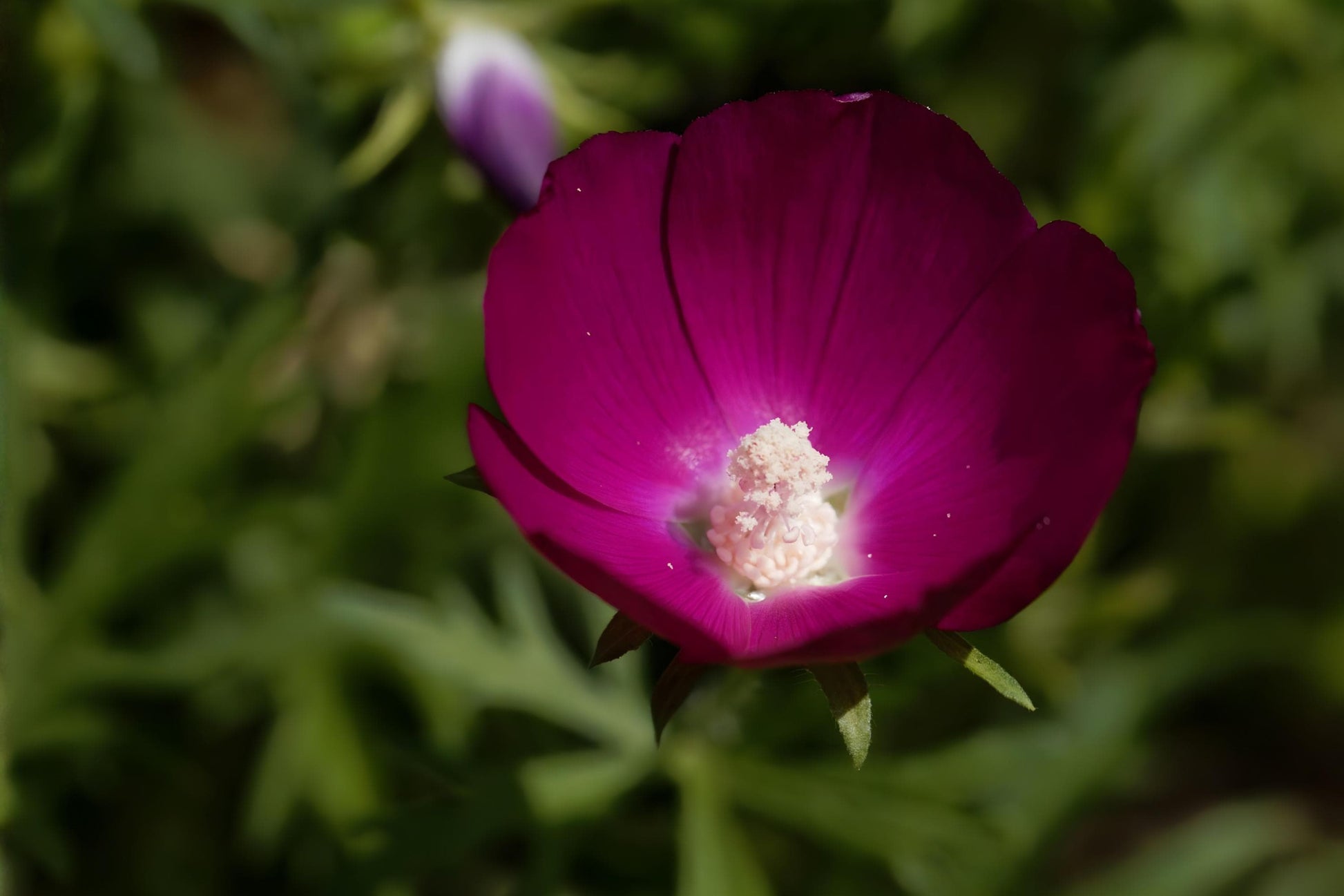 Purple Poppy Mallow Seeds – Native Prairie Perennial, Drought Tolerant, Bright Purple Blooms, Callirhoe involucrata, Easy to Grow