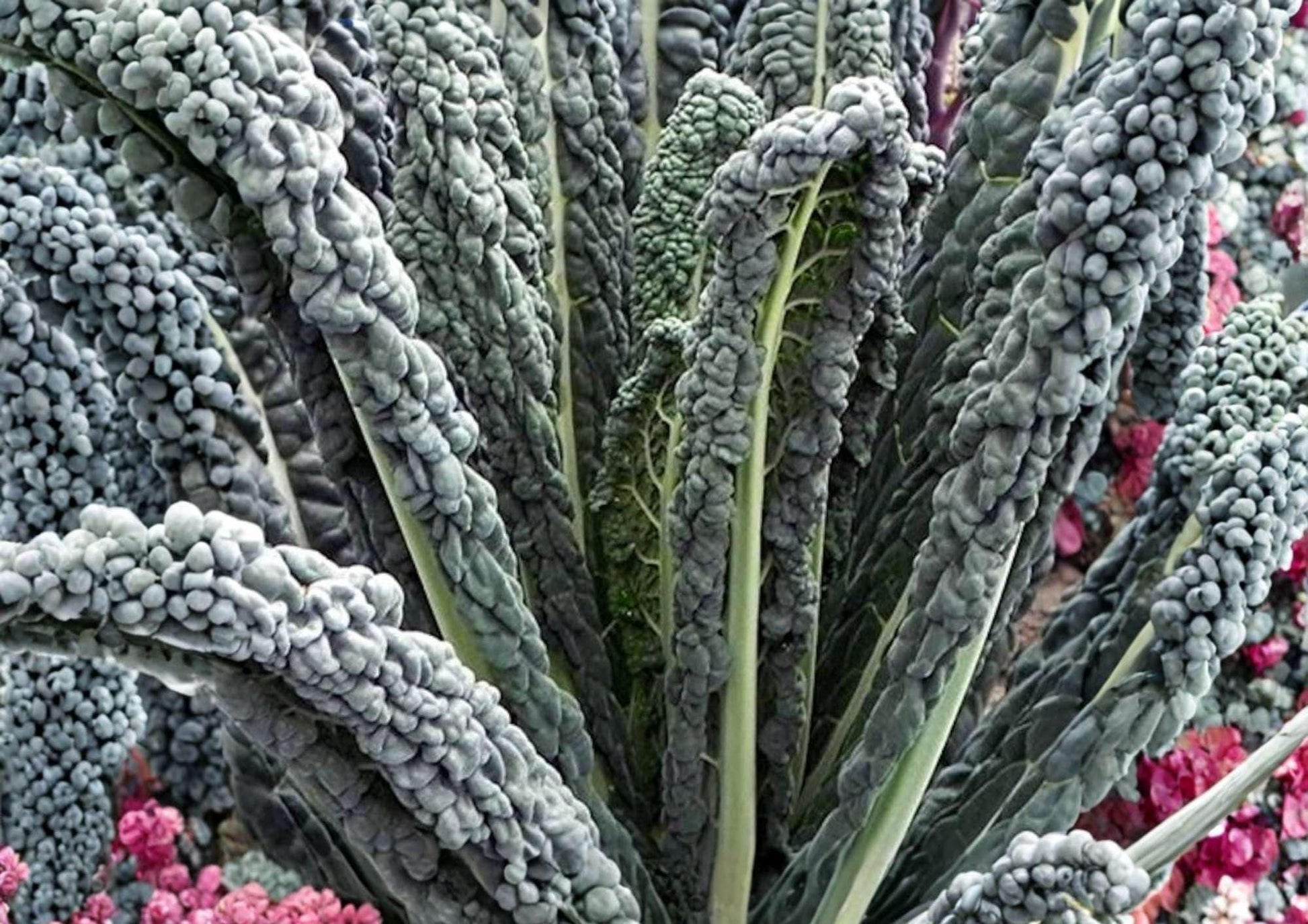 Black Magic Kale Seeds – Heirloom Dark Green Lacinato Tuscan Kale, Cold Hardy Vegetables for Garden Planting