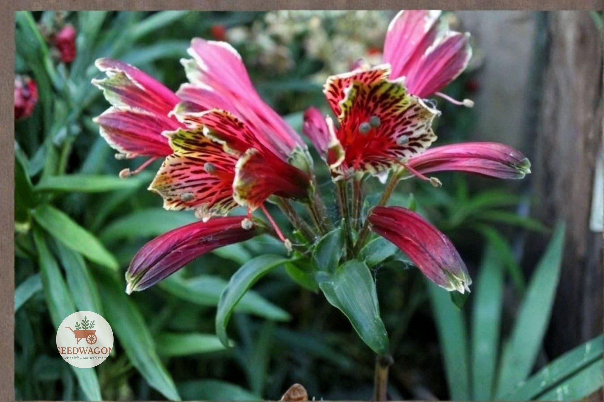 parrot lily bulbs, alstroemeria tubers, peruvian lily seeds, tropical flower plants, hummingbird attractor, long-lasting cut flowers, exotic garden plants, container gardening, perennial flowering plant, multi-color blooms, pollinator friendly plants, garden border plants, spring fall flowering