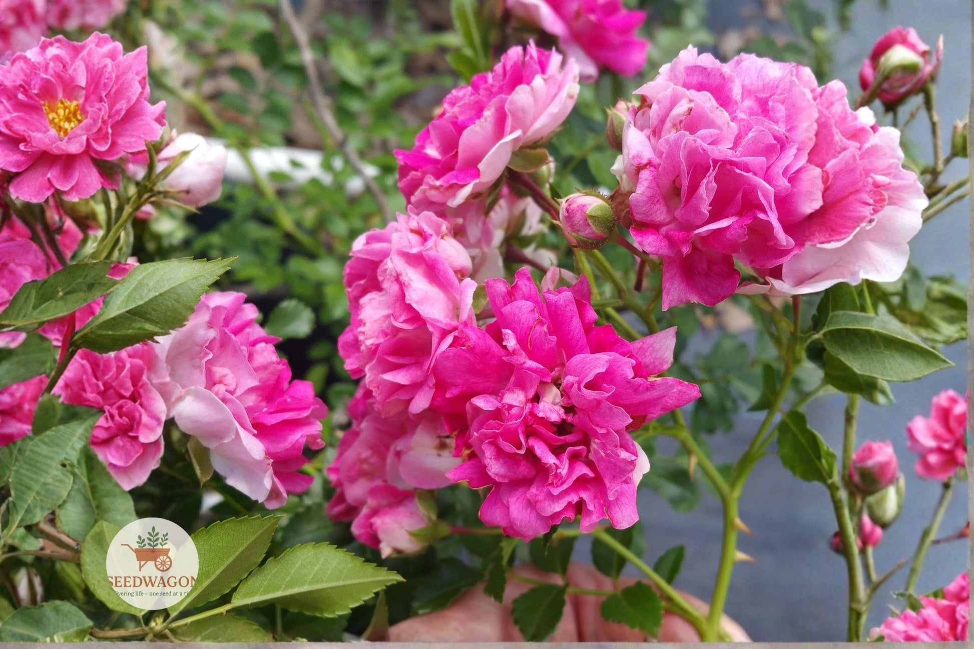 pink climbing rose, heirloom rambler rose, bare root rose plant, cottage garden rose, flowering pink rose, fast-growing climbing rose, pink bloom rose, trellis rose plant, garden rose starter, fragrant pink rose, outdoor climbing rose, pink flowering shrub, rose for fences