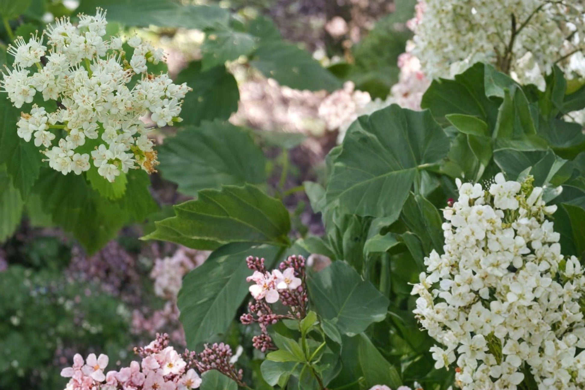 Arrowwood Viburnum Seeds – Viburnum dentatum Shrub for Hedgerows and Borders, Hardy Deciduous Plant, Flowering Berry Bush