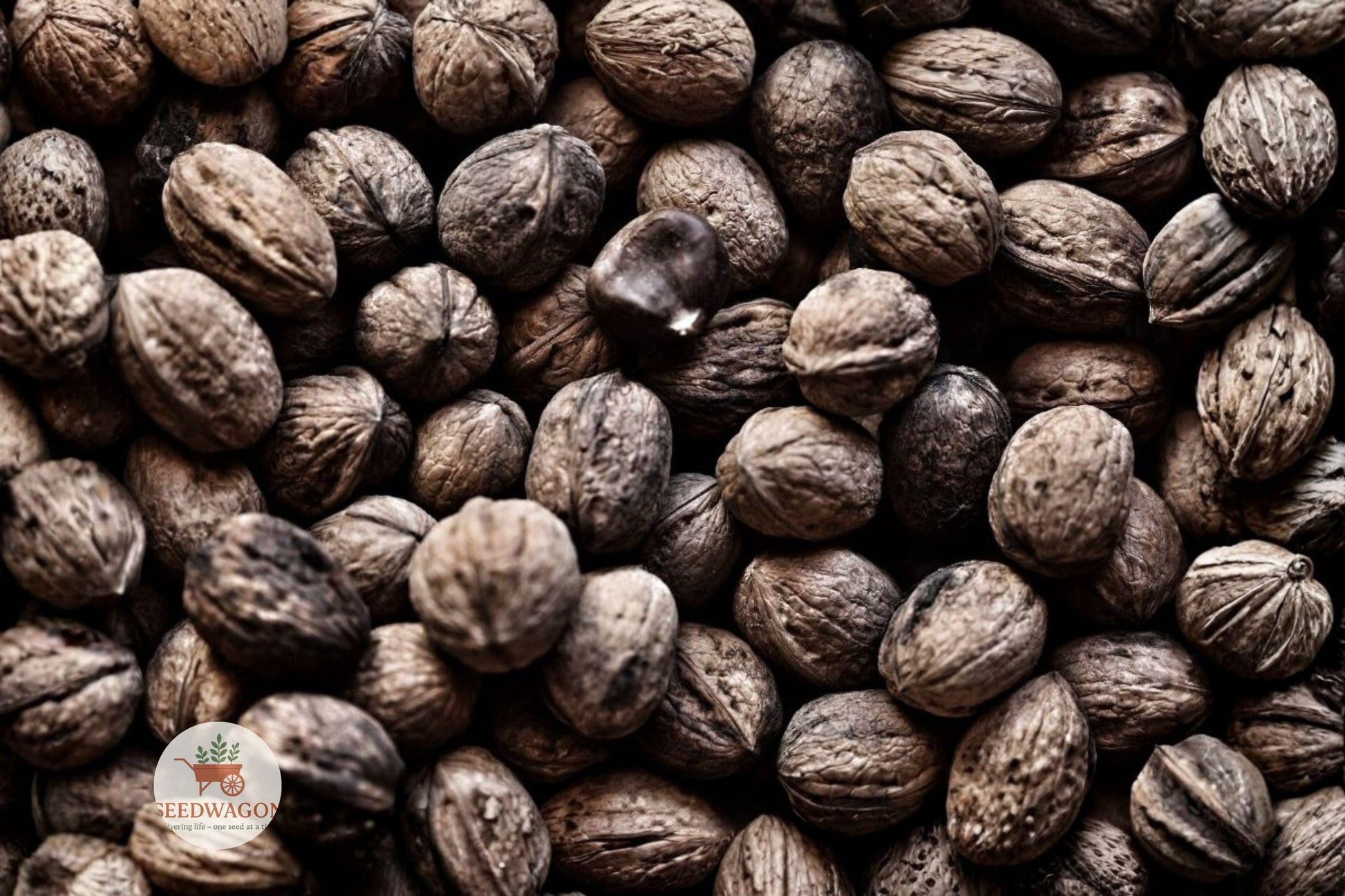 black walnut seedling,Juglans nigra tree,native hardwood tree,nut producing tree,bareroot walnut plant,shade tree for yard,wildlife habitat tree,deciduous nut tree,timber hardwood tree,ornamental fall foliage,orchard planting seedling,full sun nut tree,24 inch walnut seedling