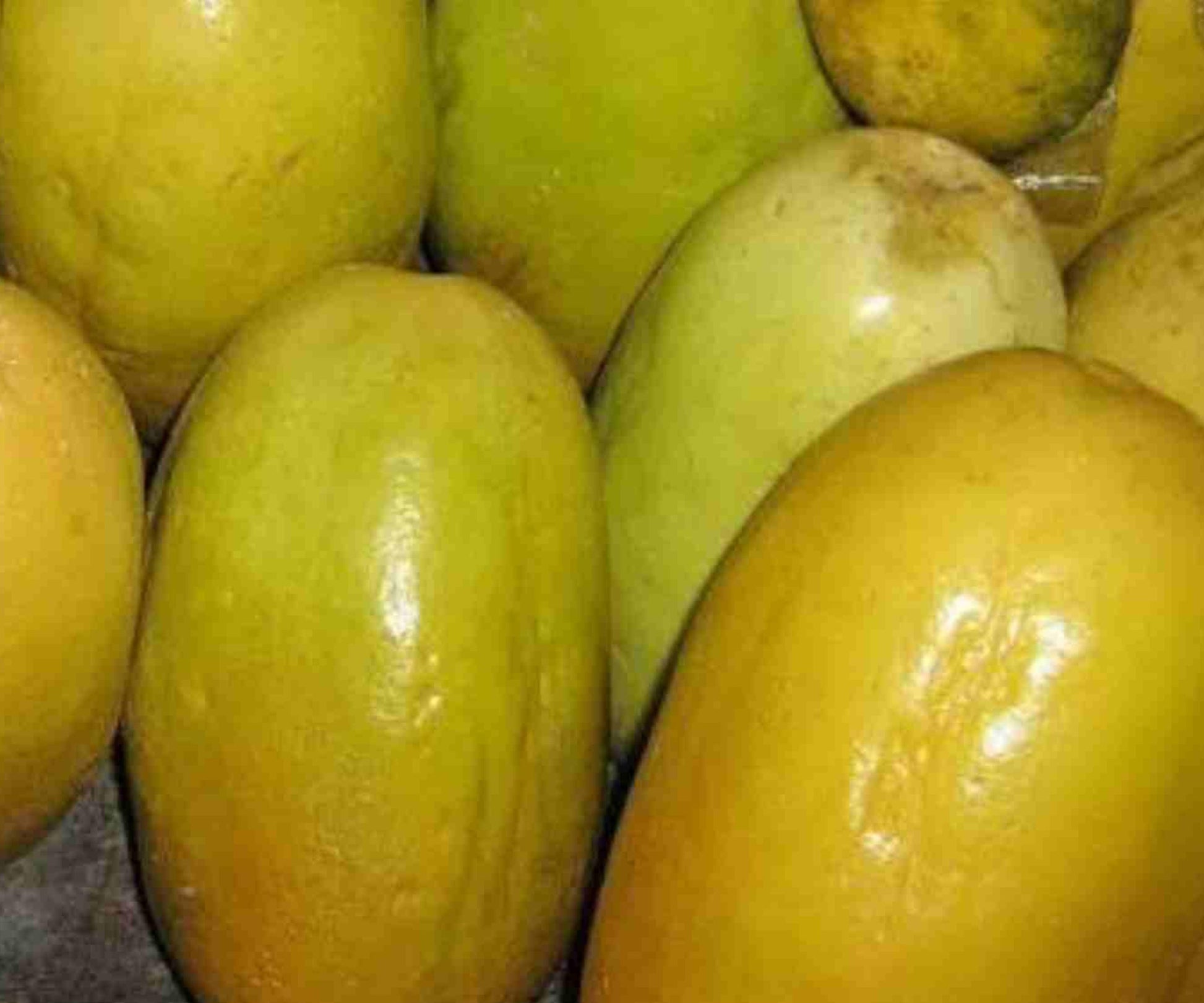 Giant Granadilla Passion Fruit Live Plants Set of 4, Tropical Climbing Vines, Edible Fruit, Ornamental Flowers, Passiflora edulis