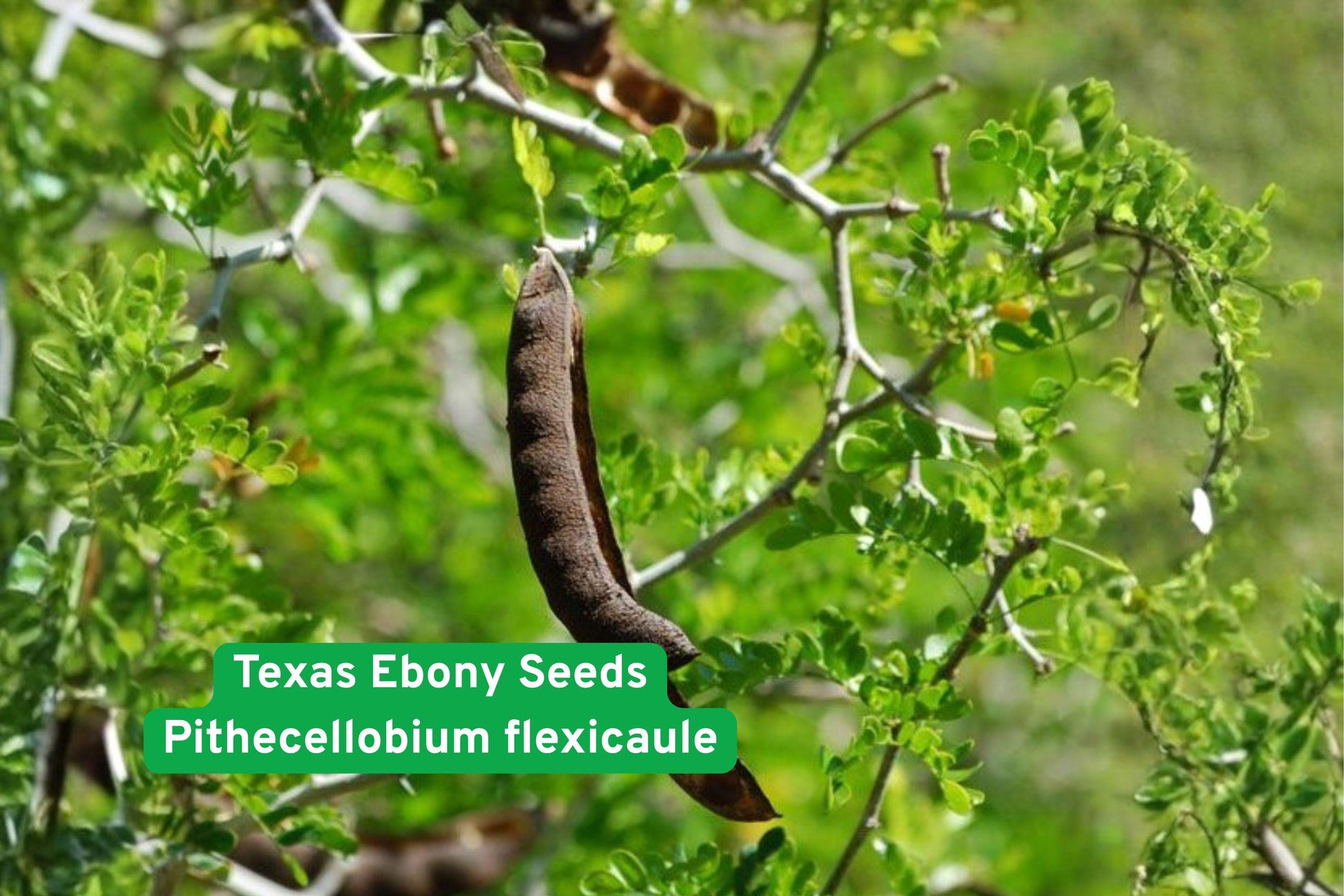 Texas Ebony seeds, drought tolerant tree, desert landscaping, evergreen shade tree, wildlife garden plant, xeriscape tree, low maintenance plant, thornless shade tree, native Texas tree, fragrant bloom seeds, ornamental desert tree, hardy drought-resistant, seed for xeriscaping