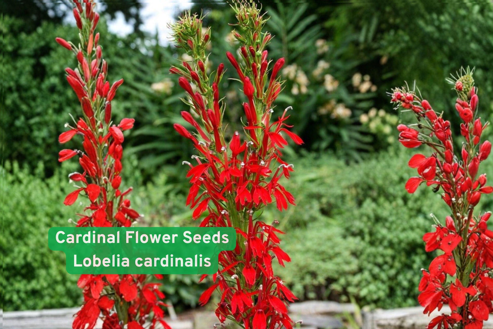 Cardinal flower seeds, Lobelia cardinalis, native wildflower, hummingbird plant, pollinator garden seeds, red perennial seeds, rain garden plant, wildflower seeds, moisture-loving plant, native landscape, hummingbird attractor, pond edge plant