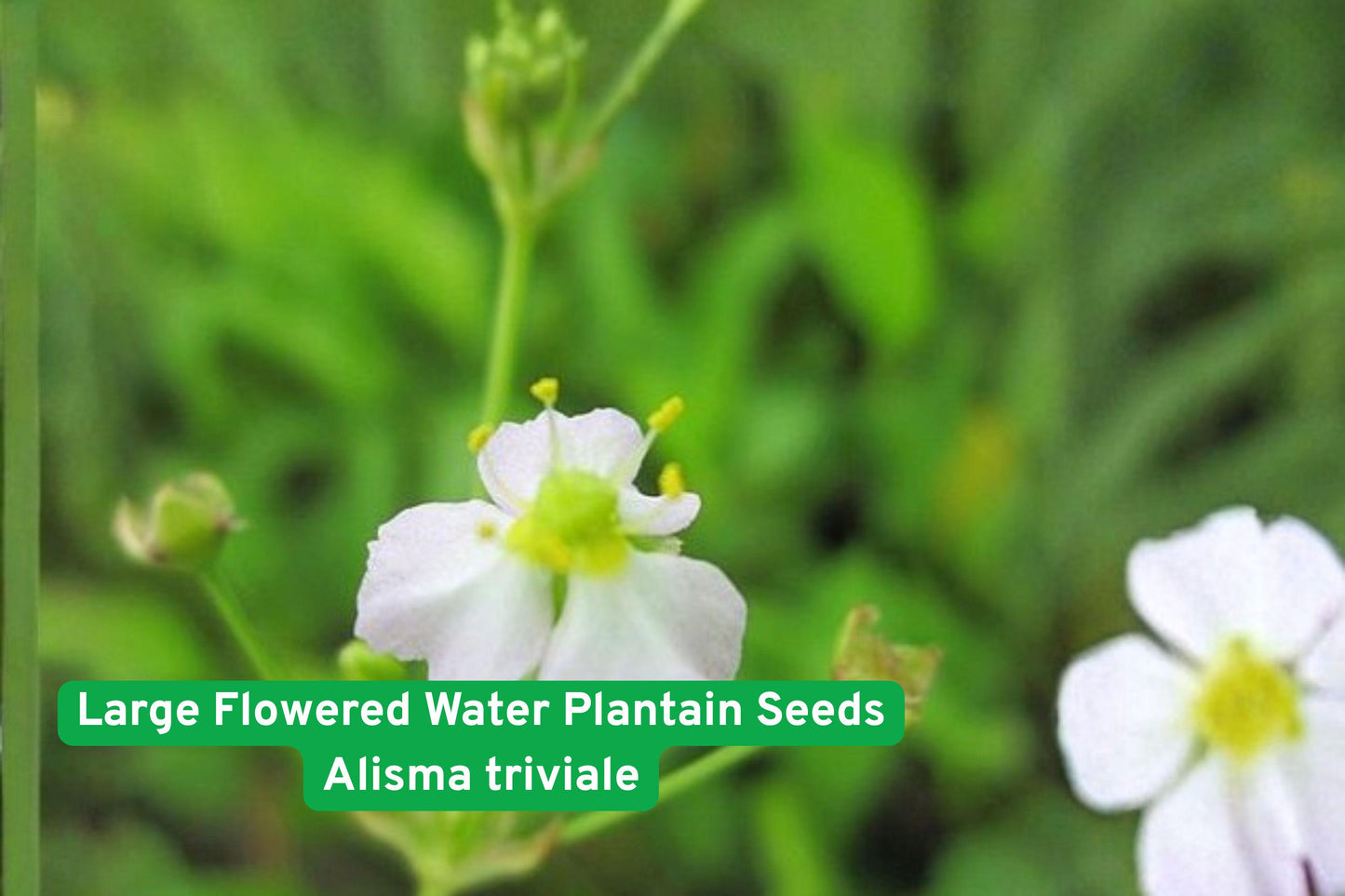 aquatic plant seeds, pond plant seeds, native water plant, wetland restoration plant, aquatic perennial seeds, pond edge plant, rain garden seeds, marsh garden plant, wildlife habitat plant, water garden seeds, native aquatic species, large flowered water plant, freshwater pond plant
