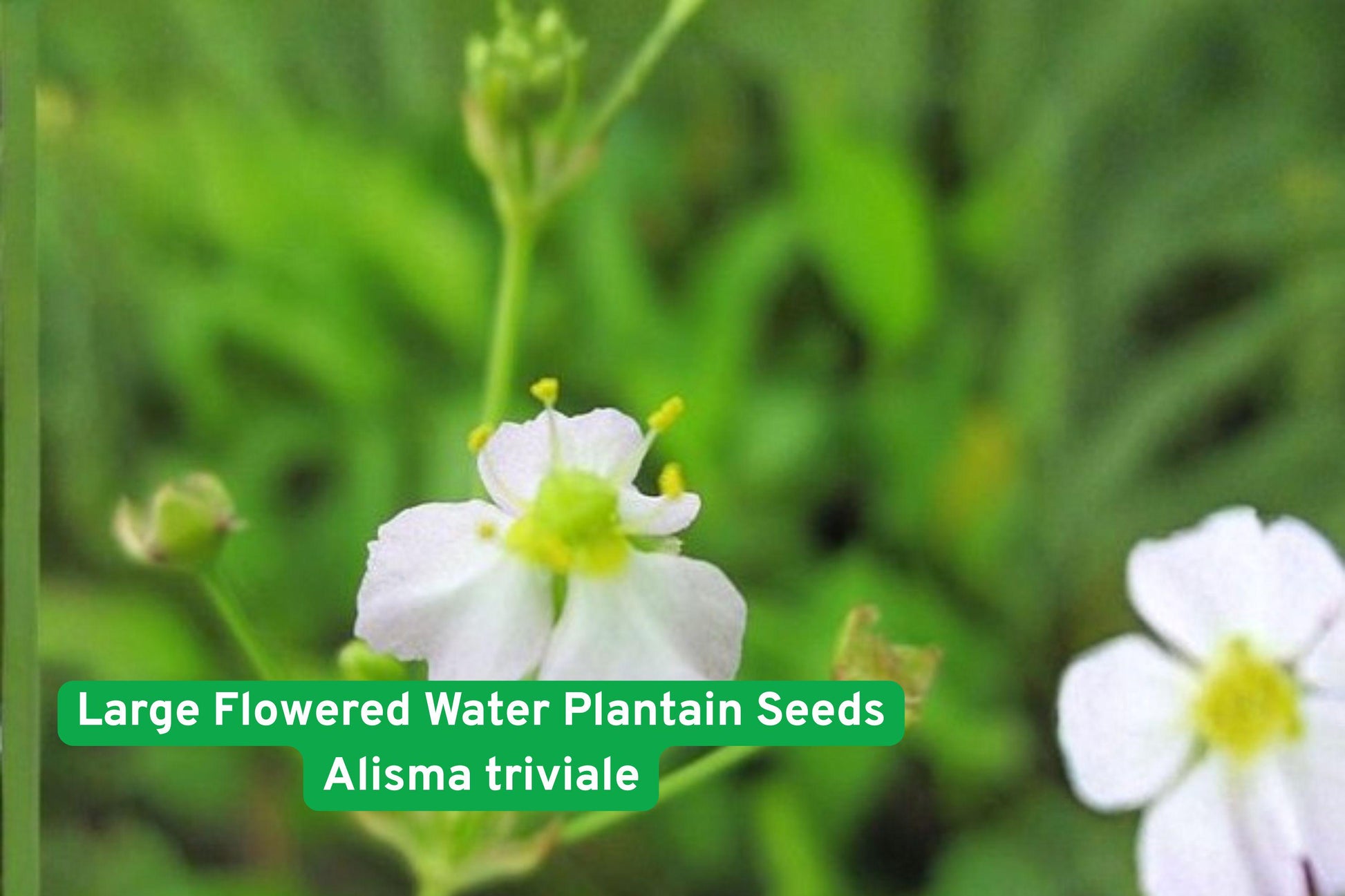 aquatic plant seeds, pond plant seeds, native water plant, wetland restoration plant, aquatic perennial seeds, pond edge plant, rain garden seeds, marsh garden plant, wildlife habitat plant, water garden seeds, native aquatic species, large flowered water plant, freshwater pond plant