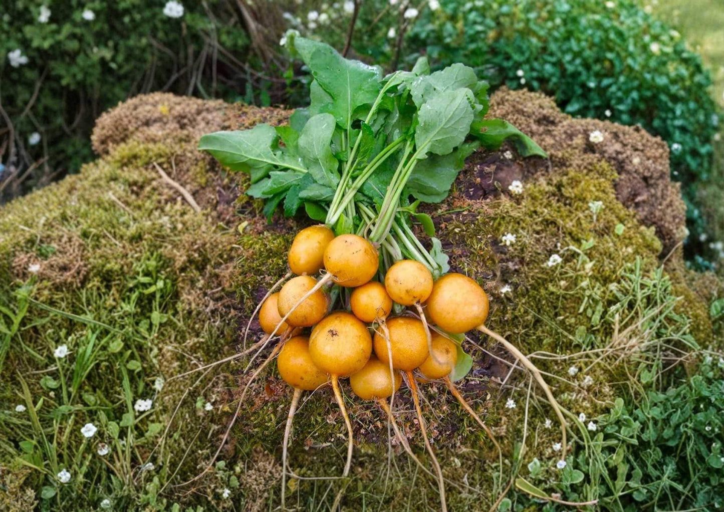 300+ Golden Helios Radish Seeds – Heirloom Bright Yellow Round Radish for Garden, Salad, and Container Growing