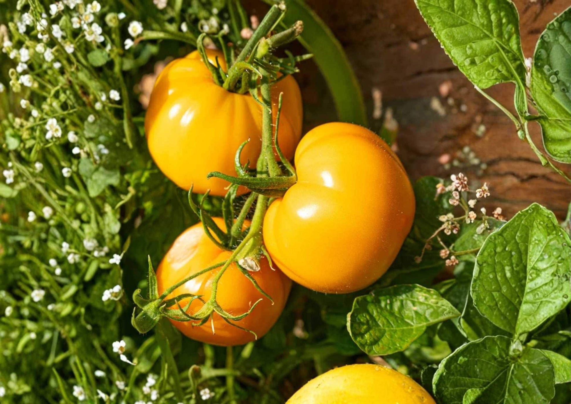 Amana Orange Tomato Seeds – Heirloom Non-GMO Rare Large Golden Beefsteak Fruit, Sweet Low-Acid Vegetable Seeds for Garden Planting